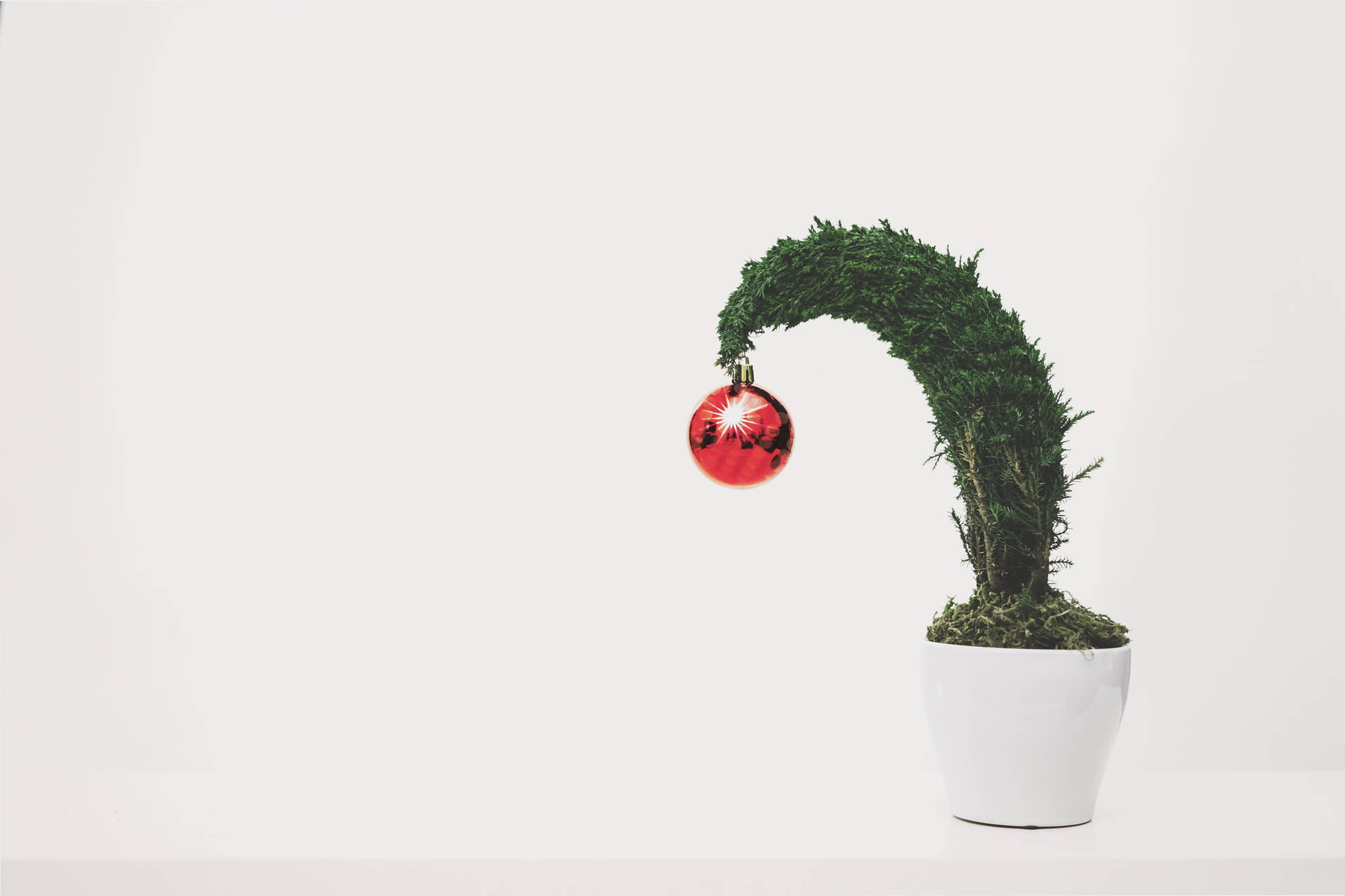 High Resolution Christmas Plant Background