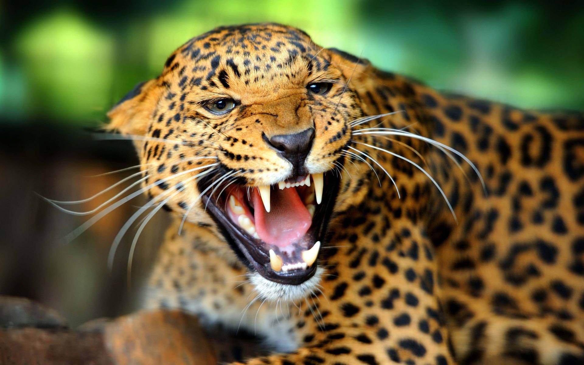 High Resolution Desktop Angry Cheetah Background