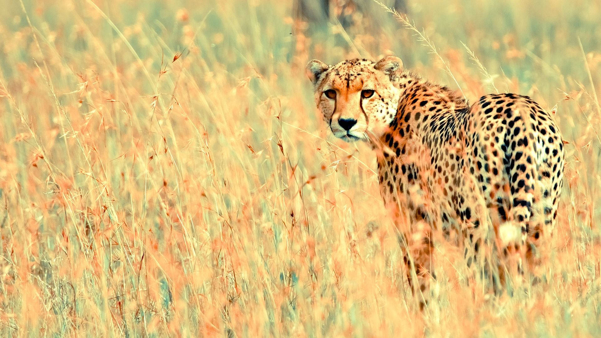 High Resolution Desktop Cheetah In Grass Background