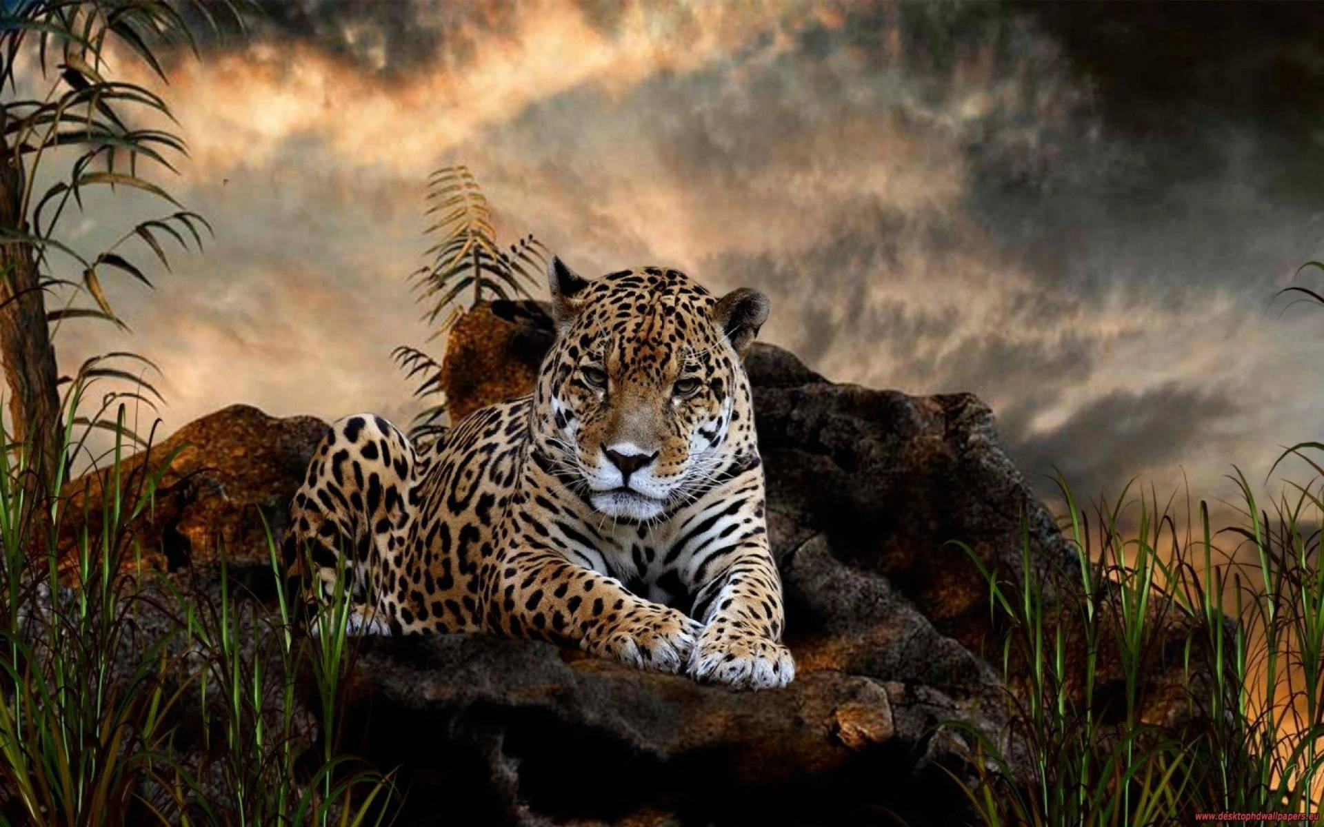 High Resolution Desktop Cheetah In Rock Background