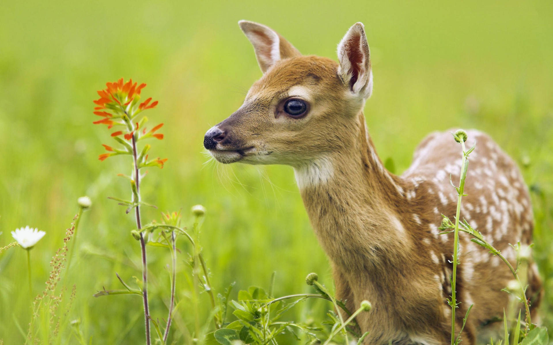 High Resolution Desktop Deer In Grass Background
