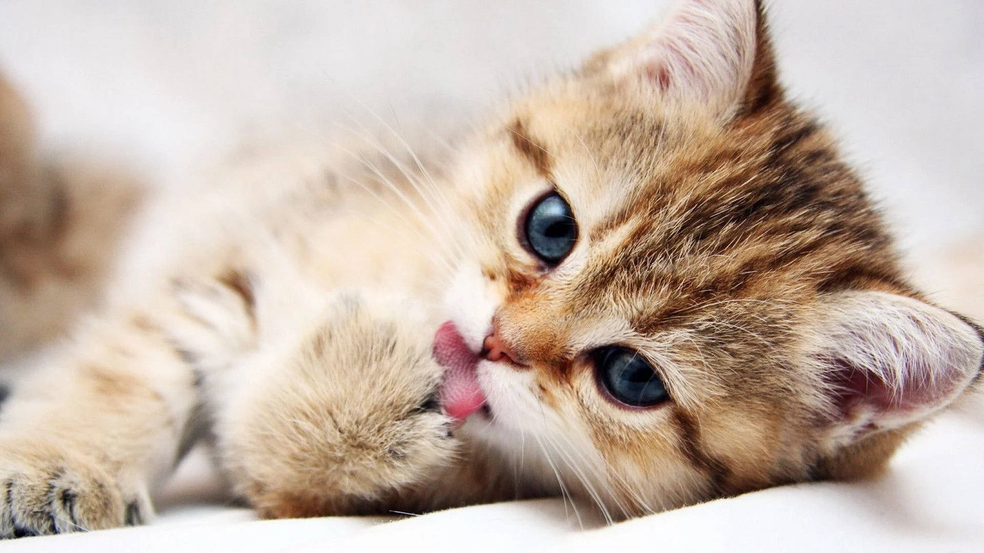 High Resolution Desktop Kitten Lick Background