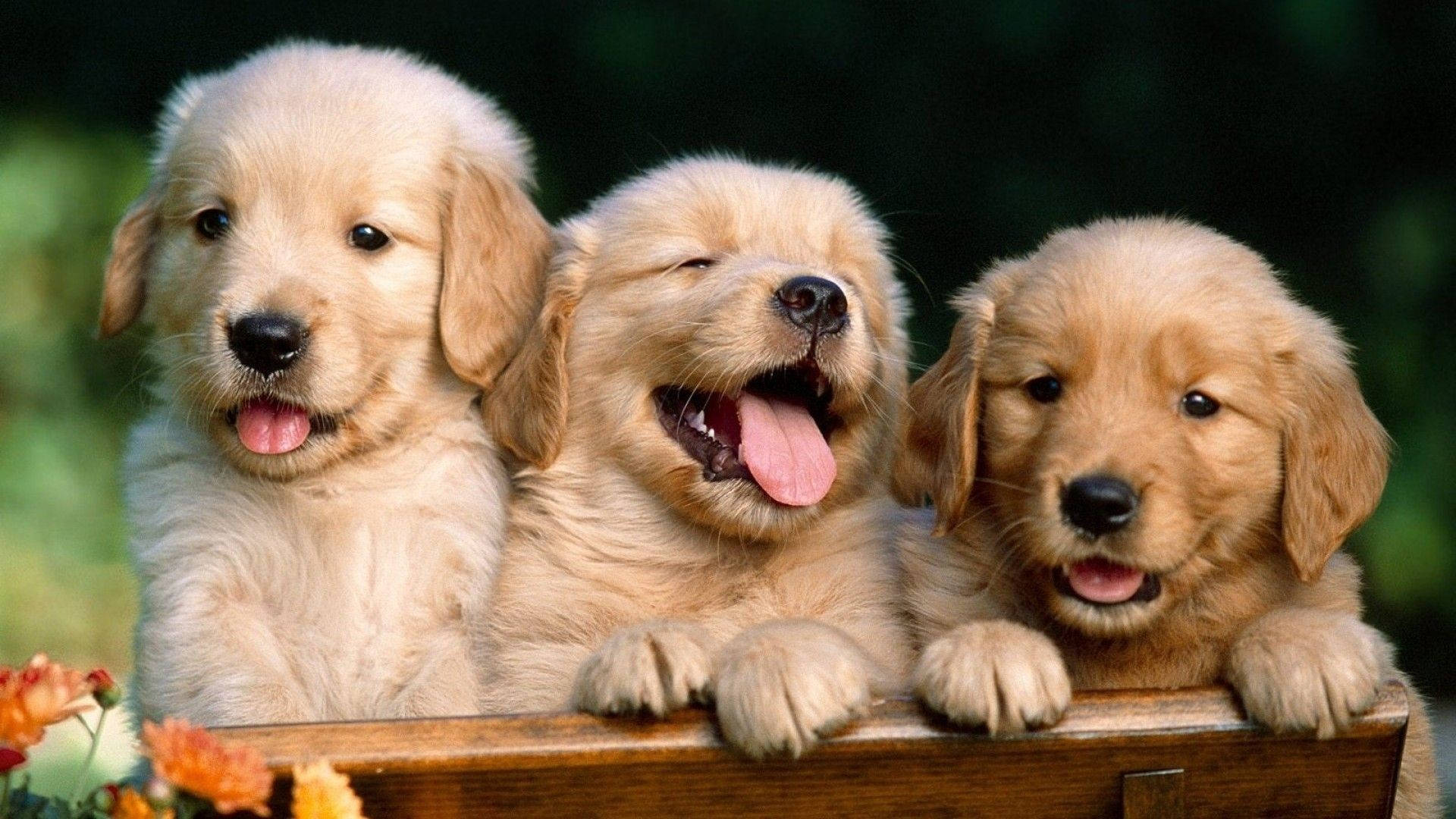 High Resolution Desktop Labrador Puppies Background