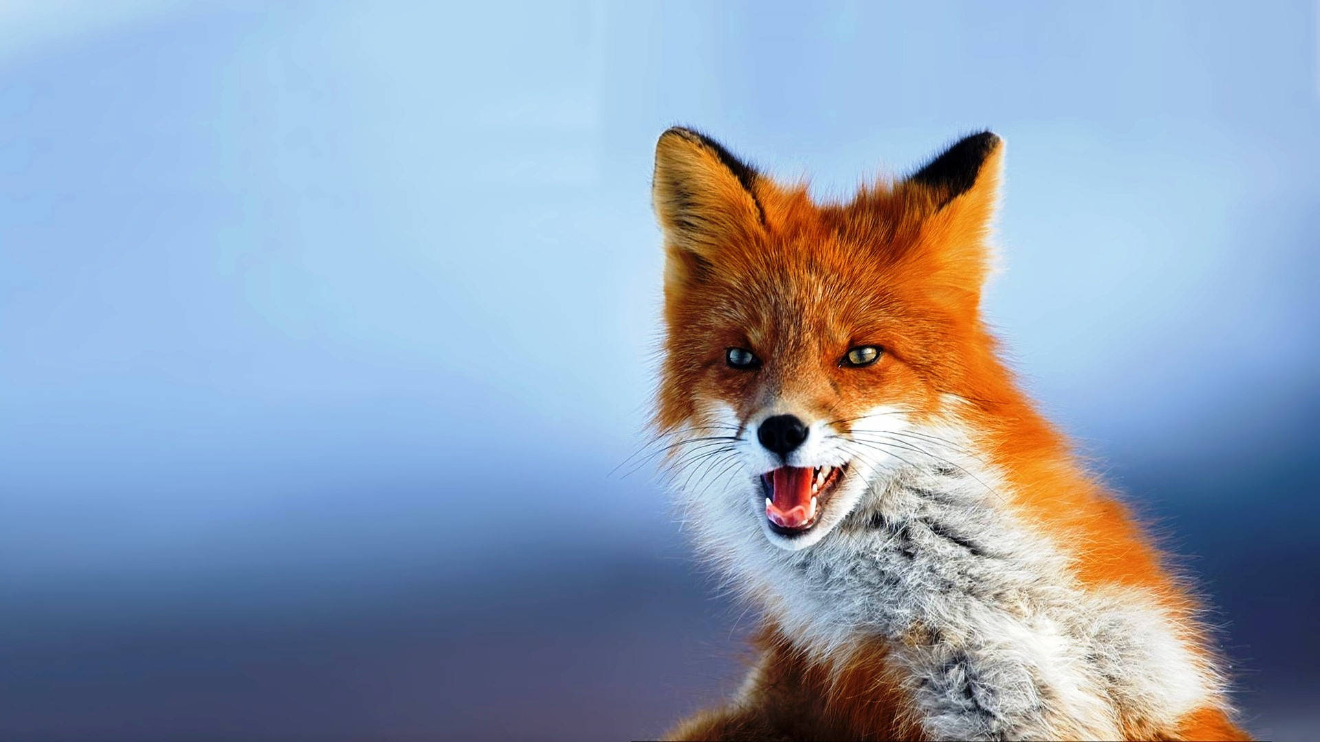 High Resolution Desktop Orange Fox Background