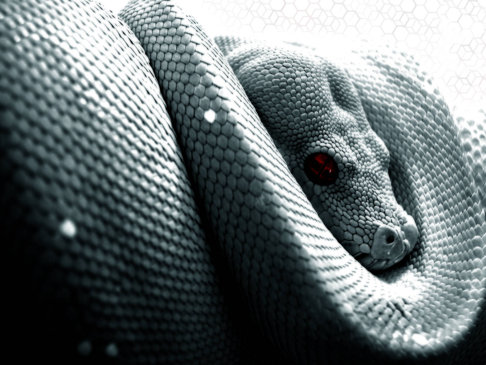 High Resolution Desktop Snake Background