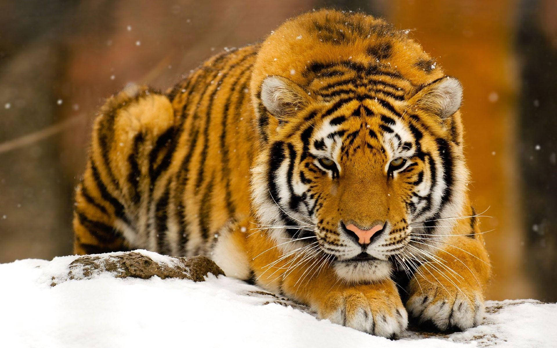 High Resolution Desktop Snow Tiger Background