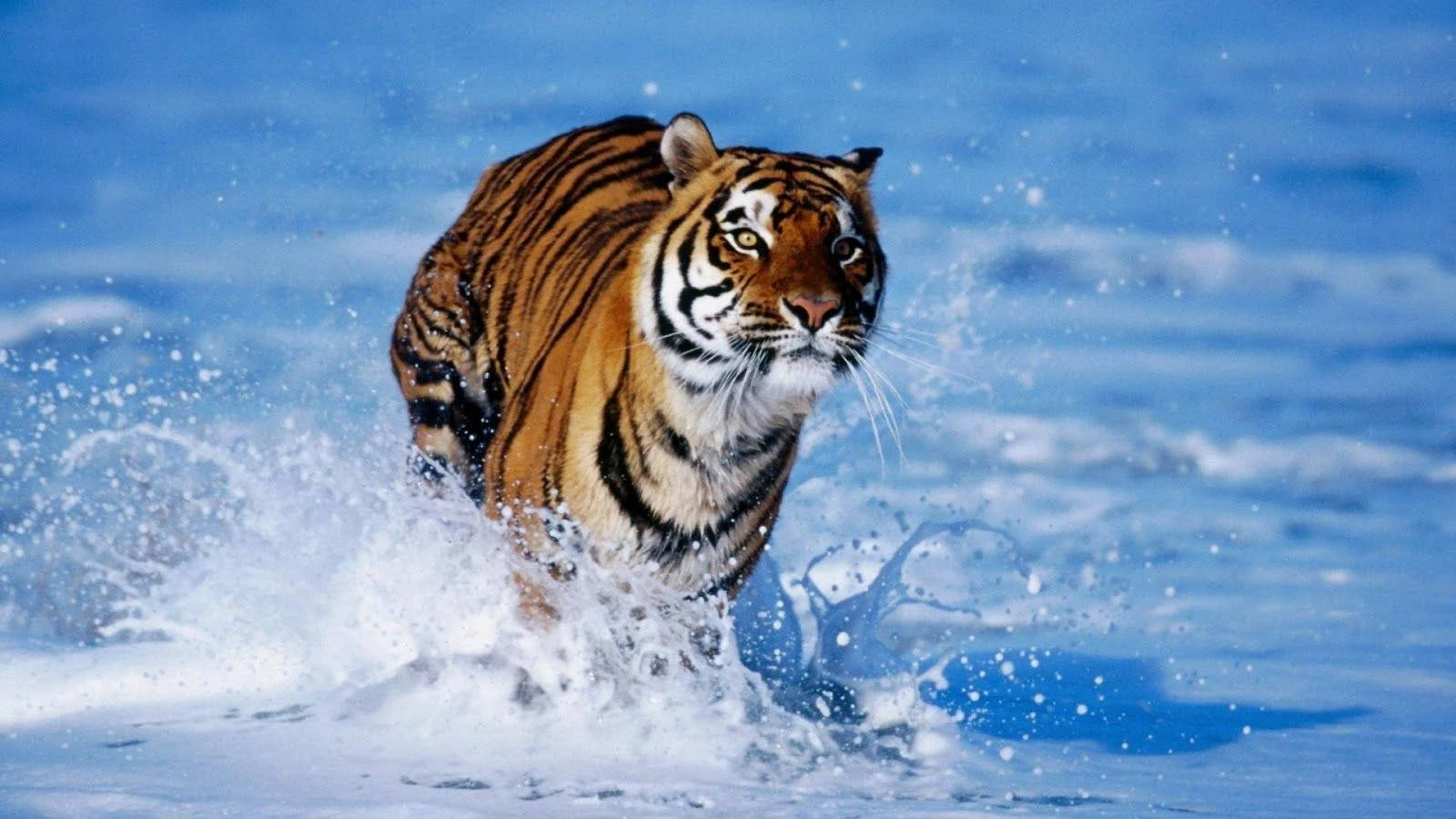 High Resolution Desktop Tiger In Water Background