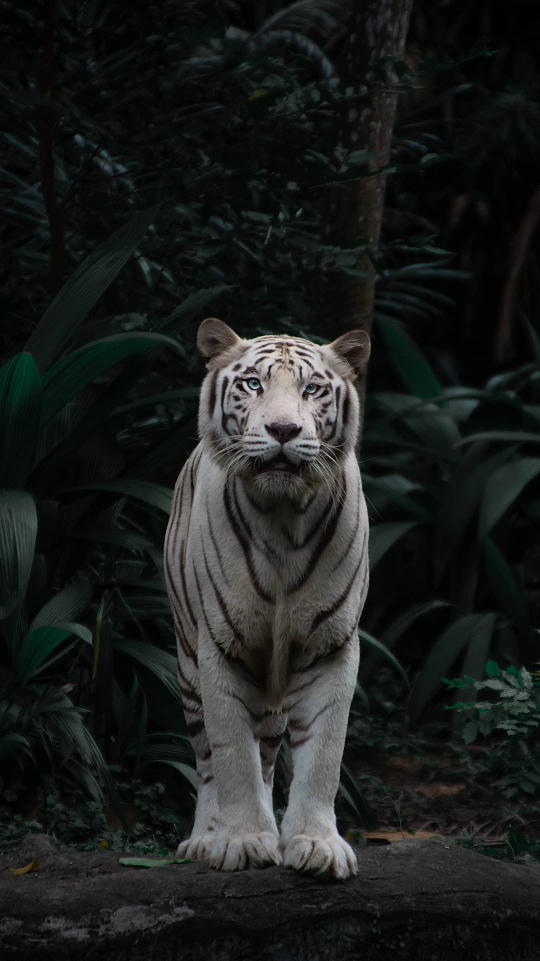 High Resolution Desktop White Tiger In Forest Background