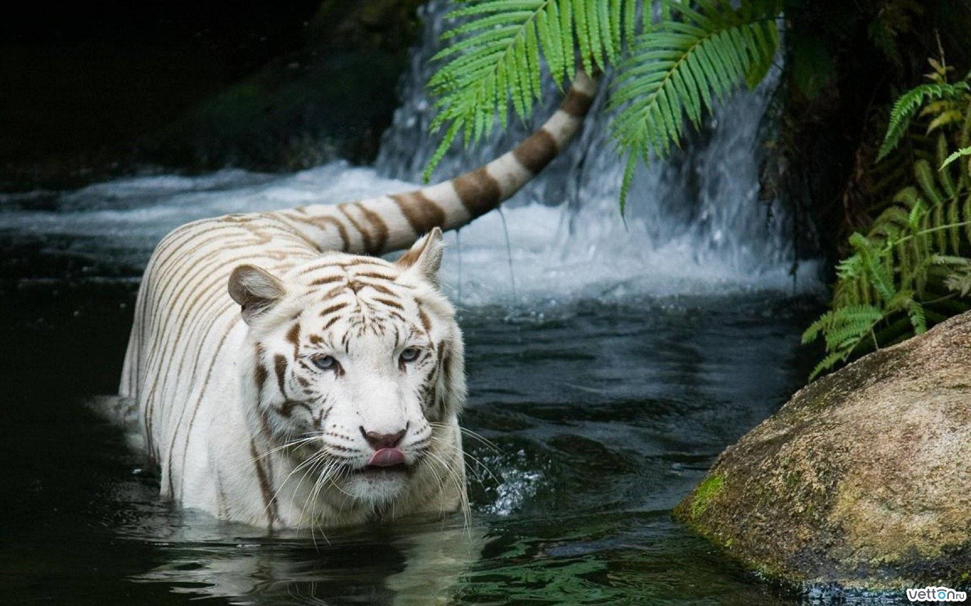 High Resolution Desktop White Tiger Background