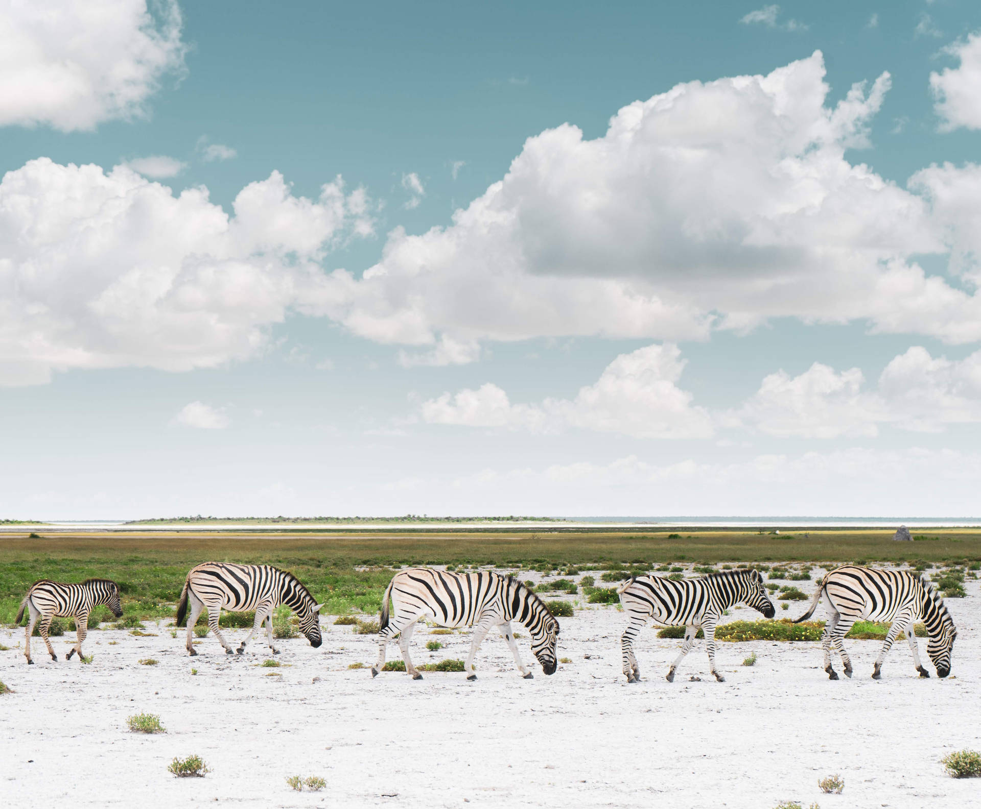 High Resolution Desktop Zebras Background