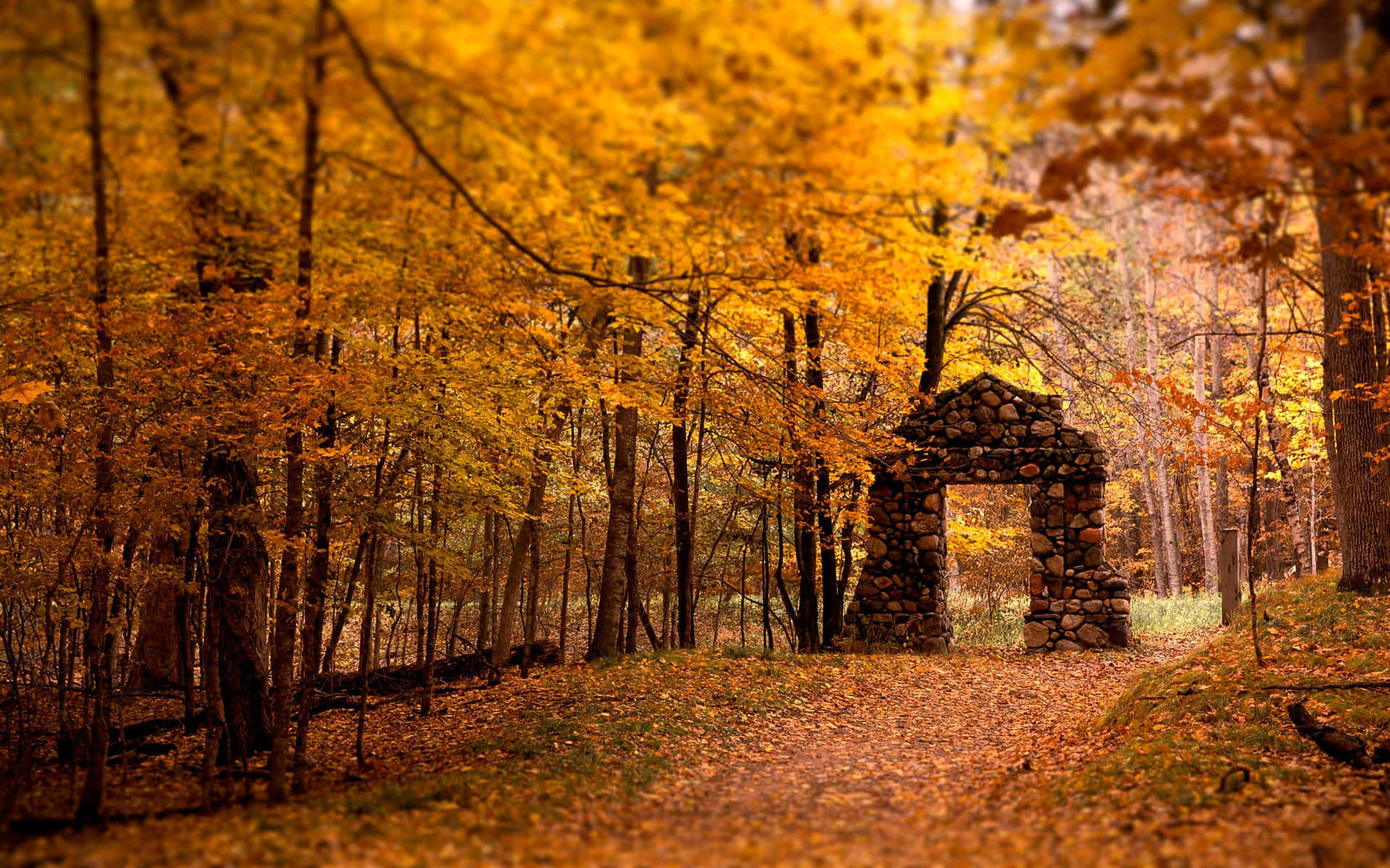 High Resolution Fall Alley Foliage Background