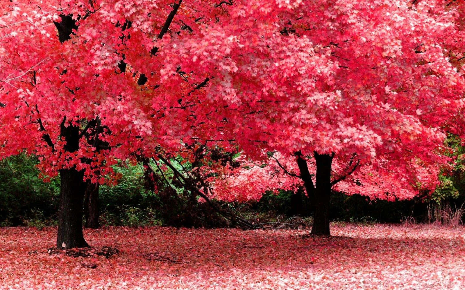 High Resolution Fall Cherry Blossom Trees Background