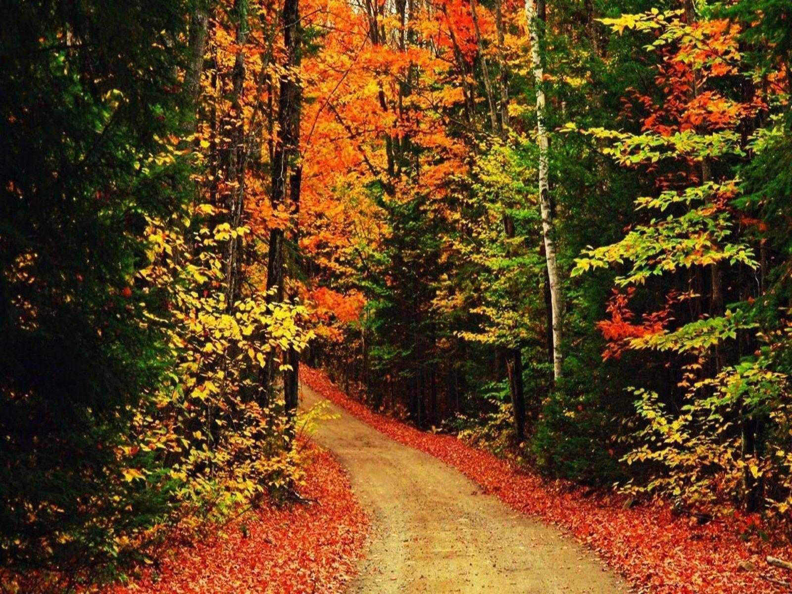 High Resolution Fall Country Road Background