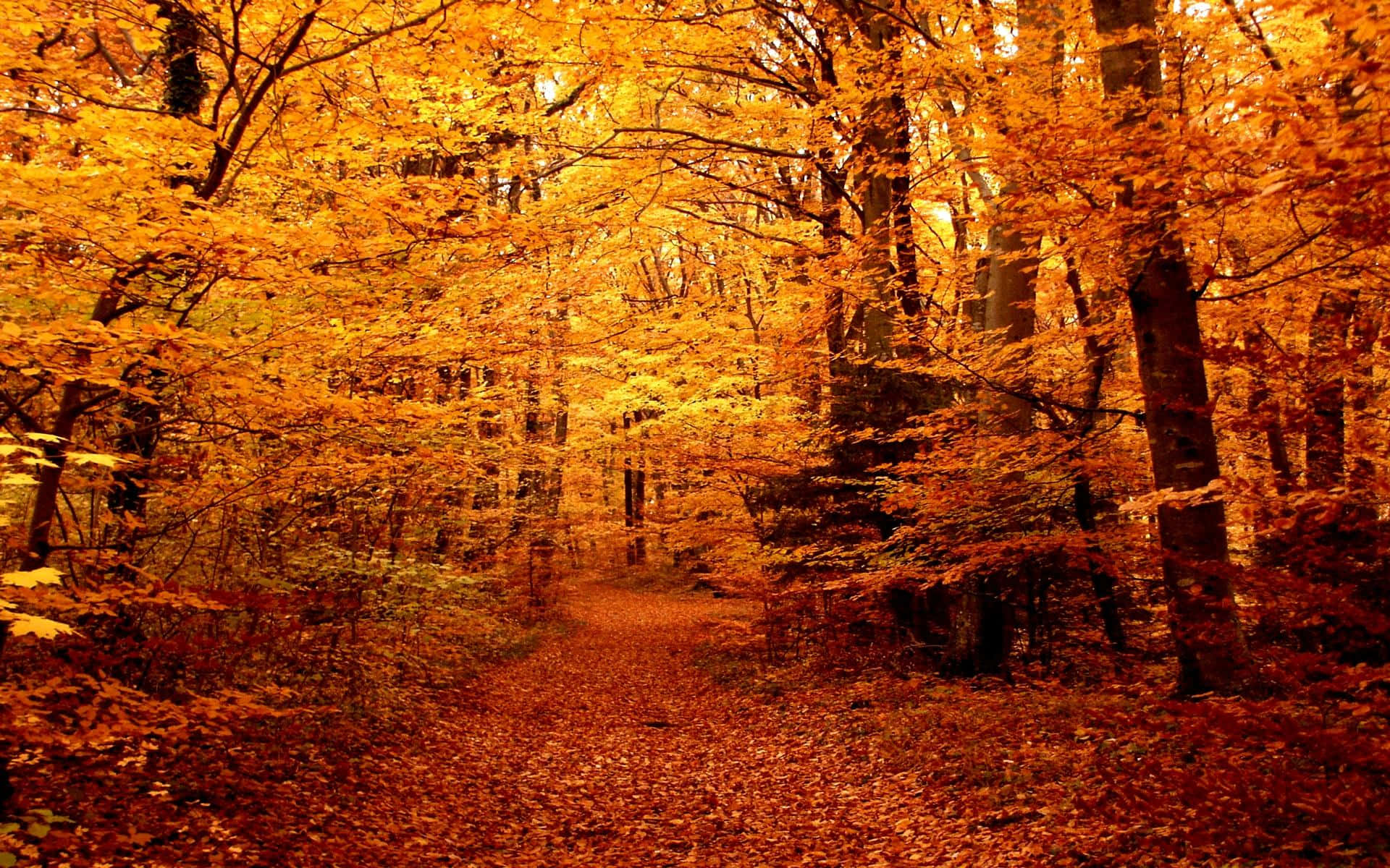 High Resolution Fall Forest With Gold And Orange Leaves