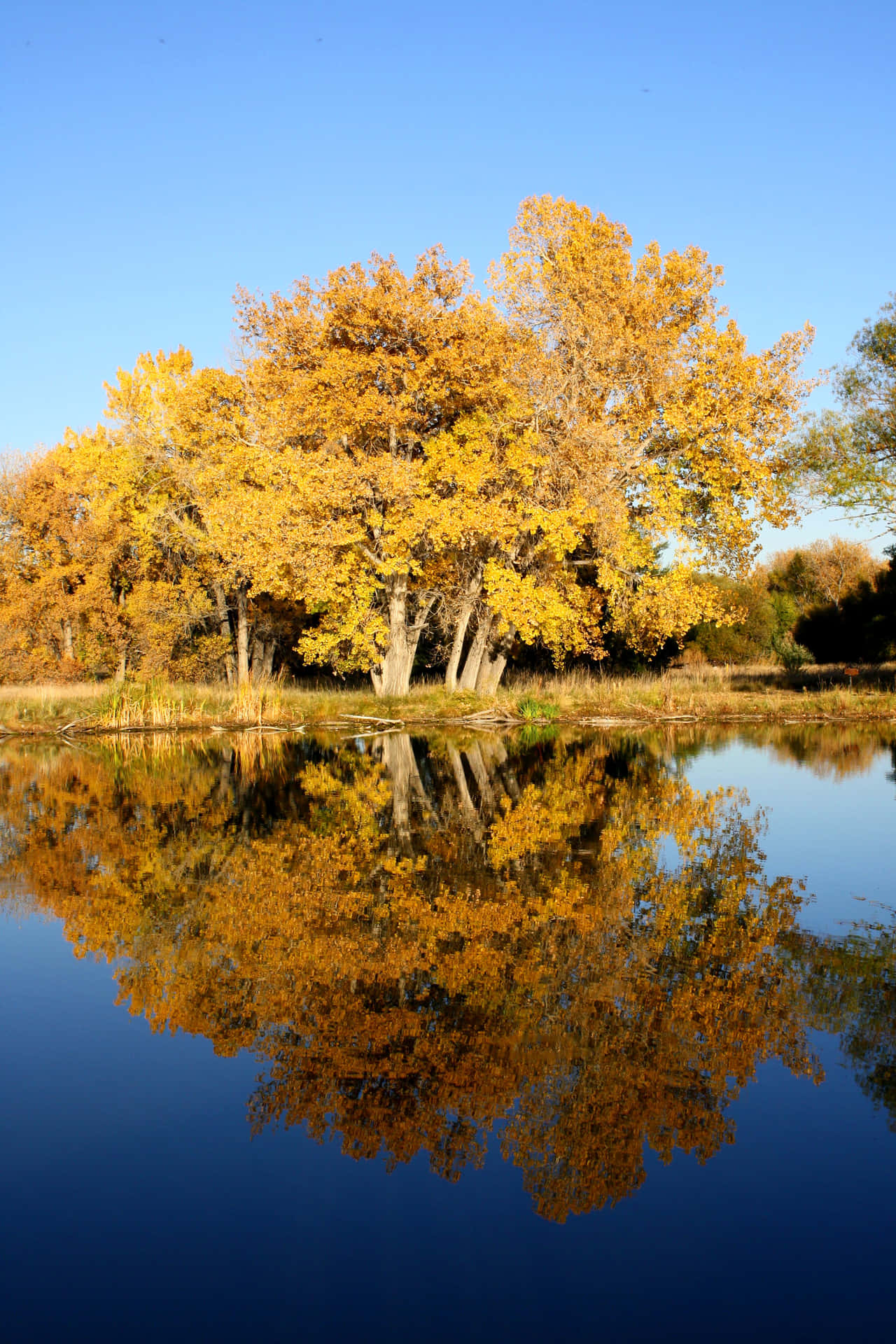 High Resolution Fall Gold Leaves And Lake Background