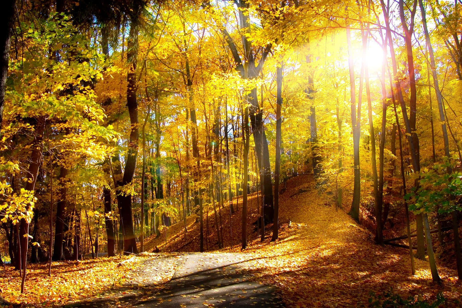 High Resolution Fall Golden Trees And Sun