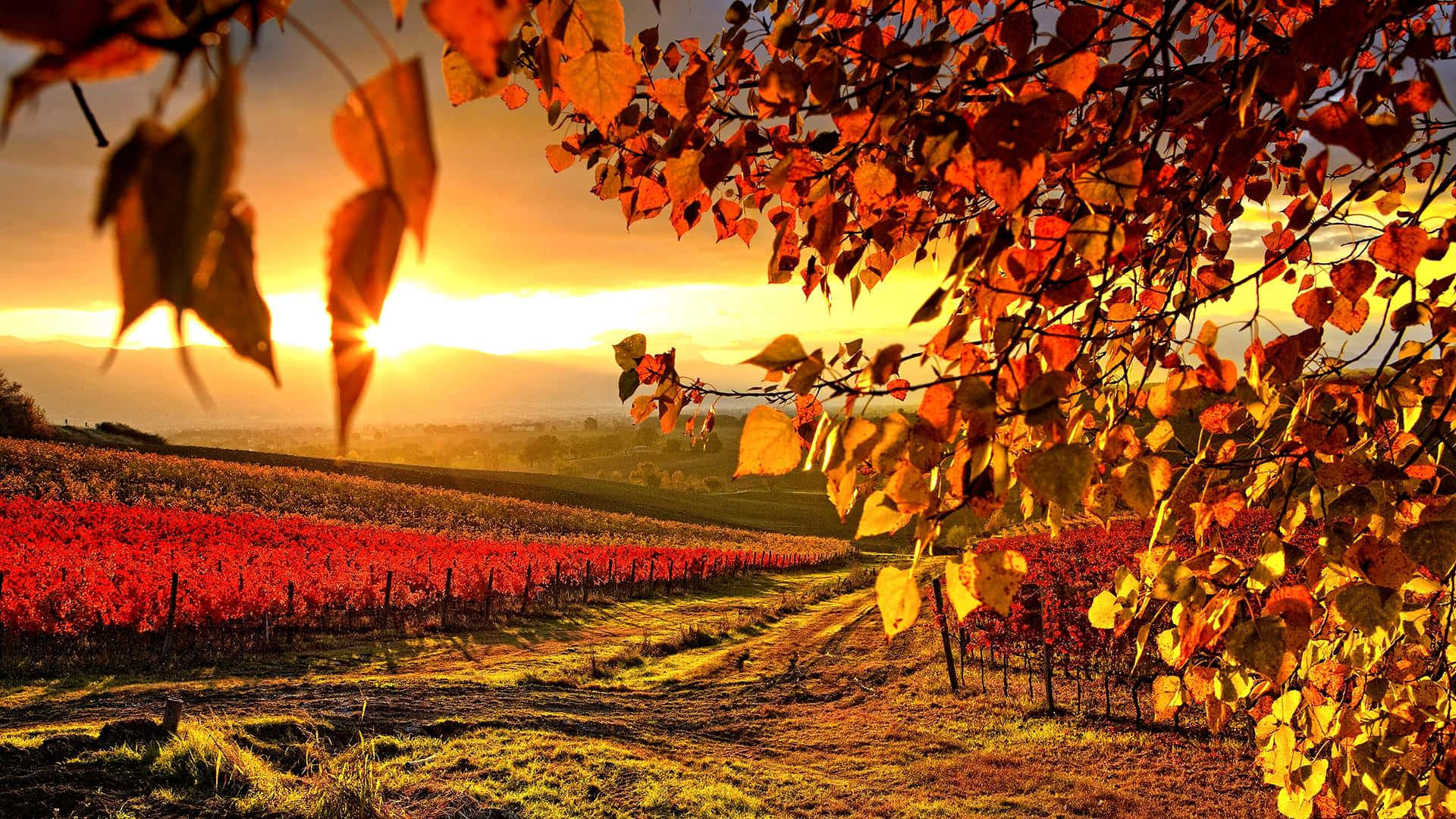 High Resolution Fall In Vineyard Background