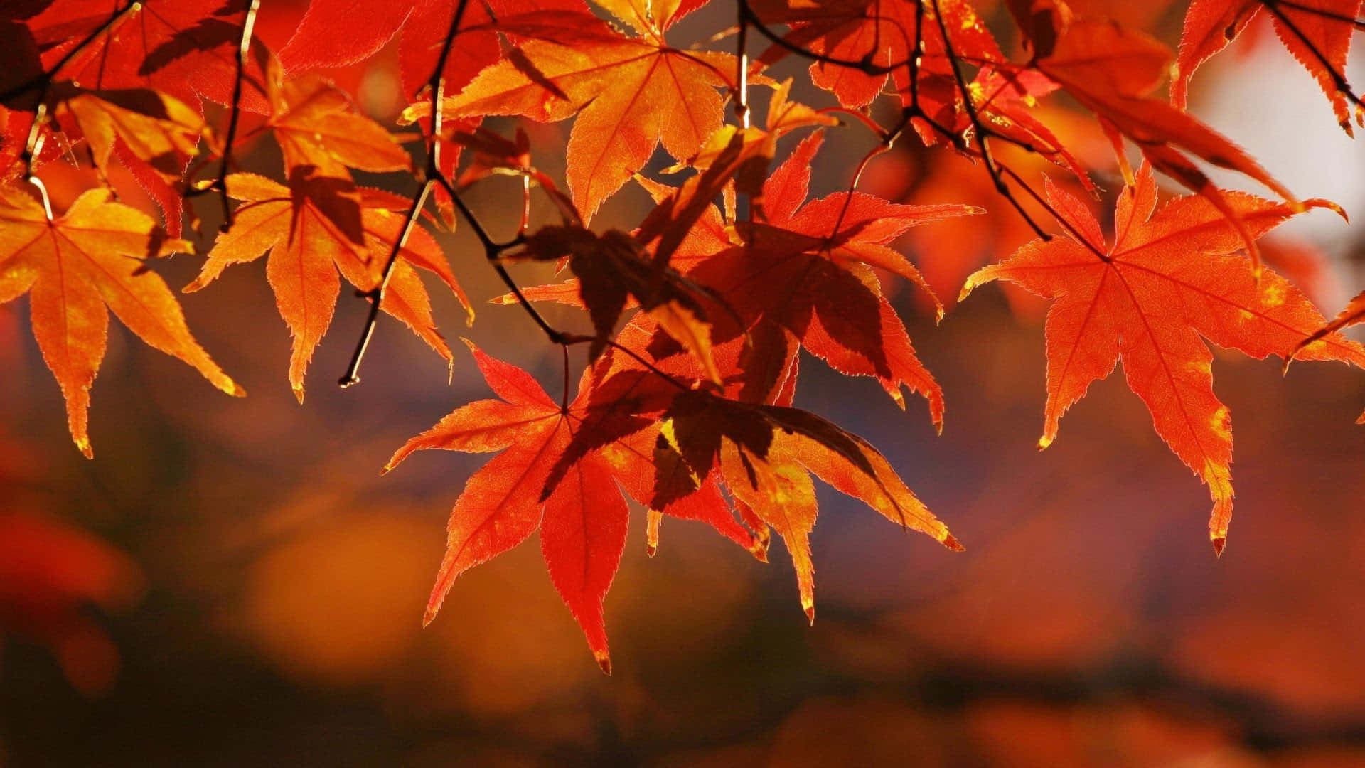 High Resolution Fall Leaves In Bokeh Effect