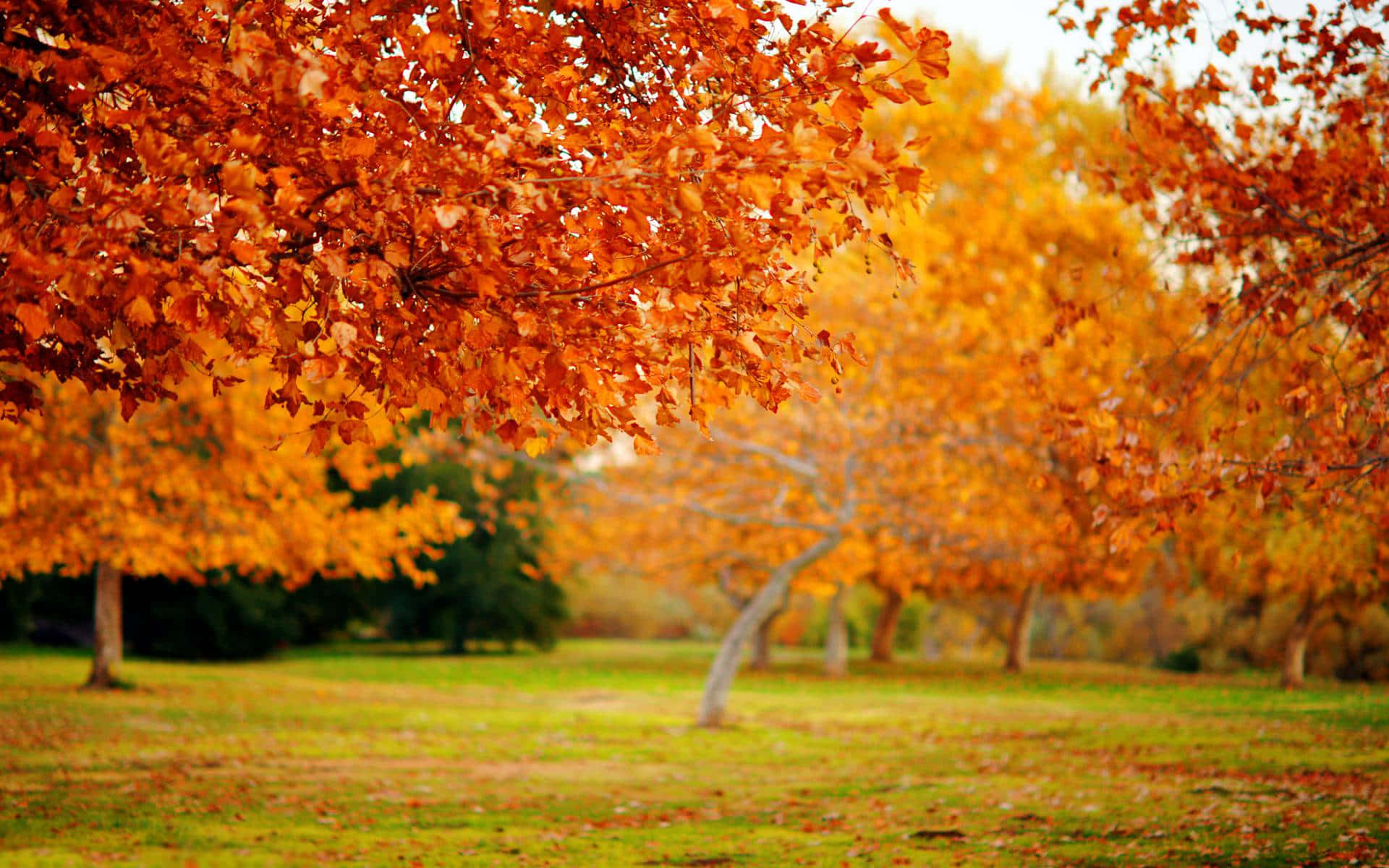 High Resolution Fall Leaves In Orange And Yellow