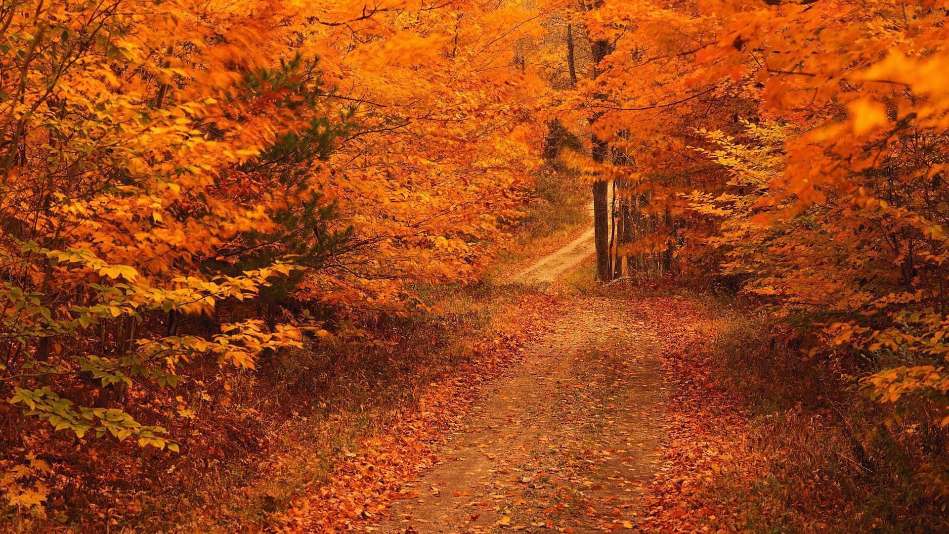 High Resolution Fall Maple Corridor Background