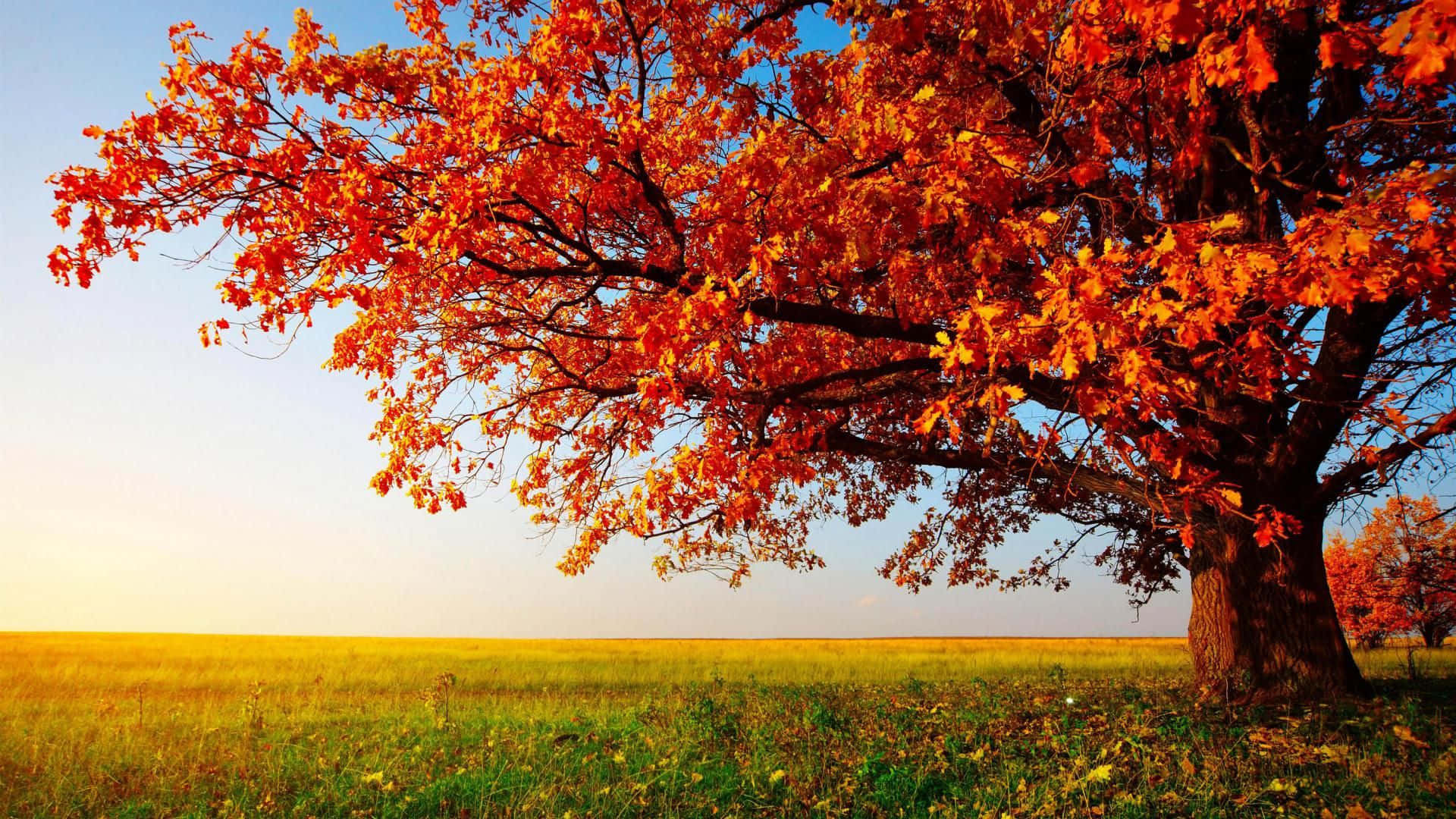 High Resolution Fall Oak Tree Background