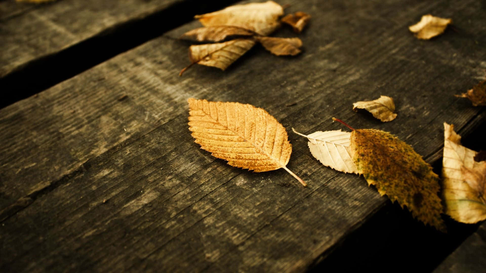 High Resolution Fall On Wooden Surface Background