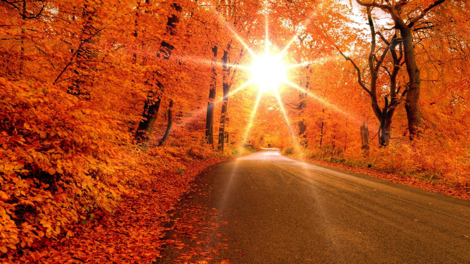 High Resolution Fall Sun Rays Background