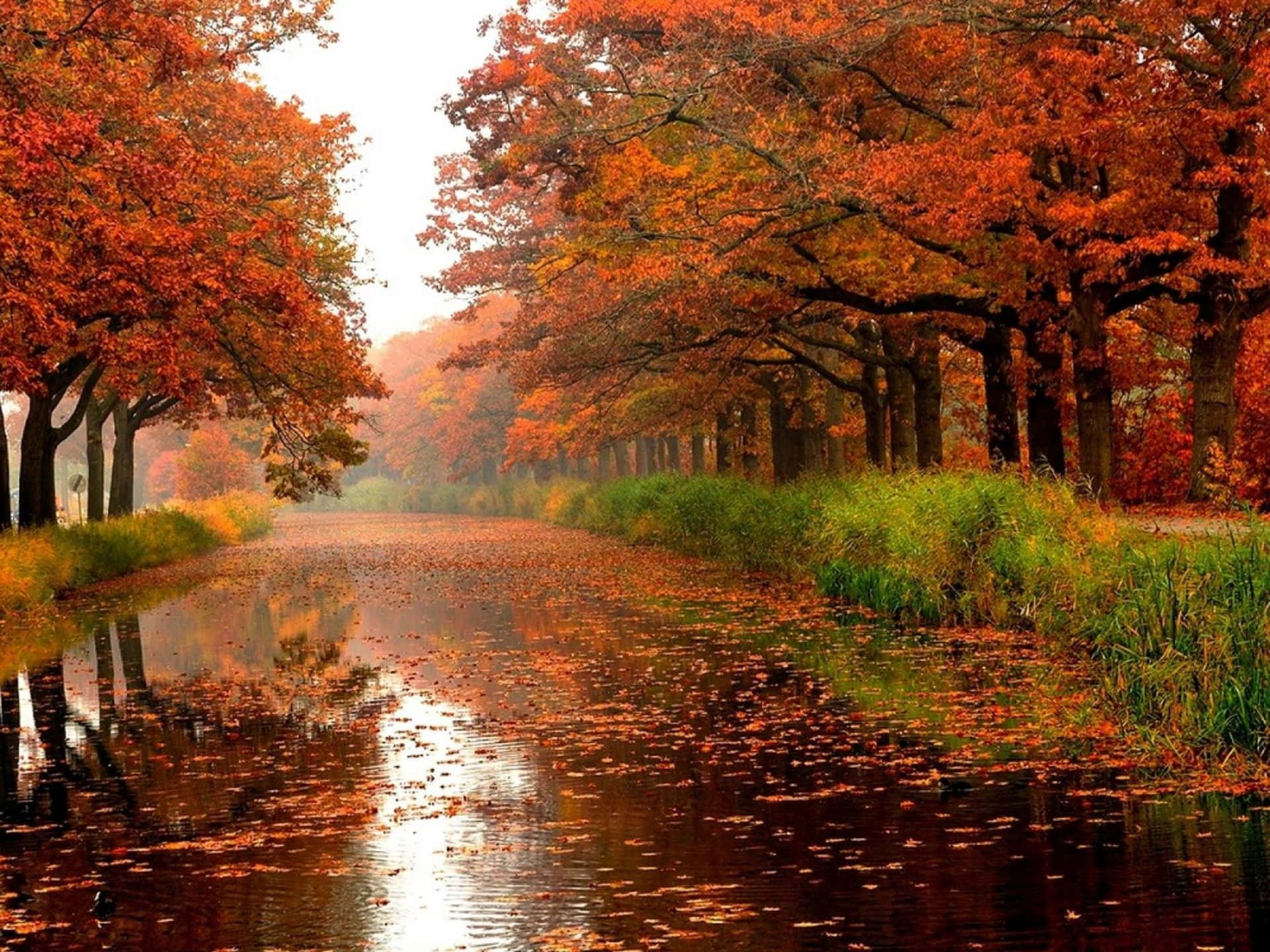 High Resolution Fall Trees In Red Orange And Green Background