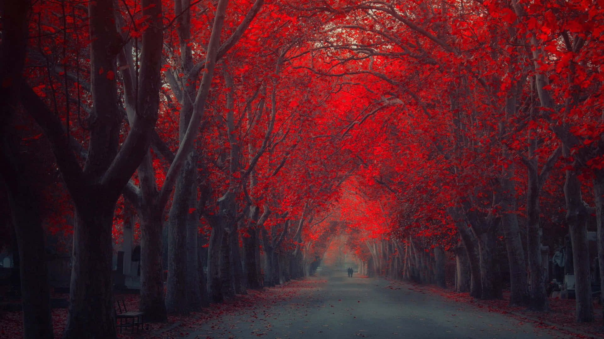 High Resolution Fall Winding Road And Red Trees Background