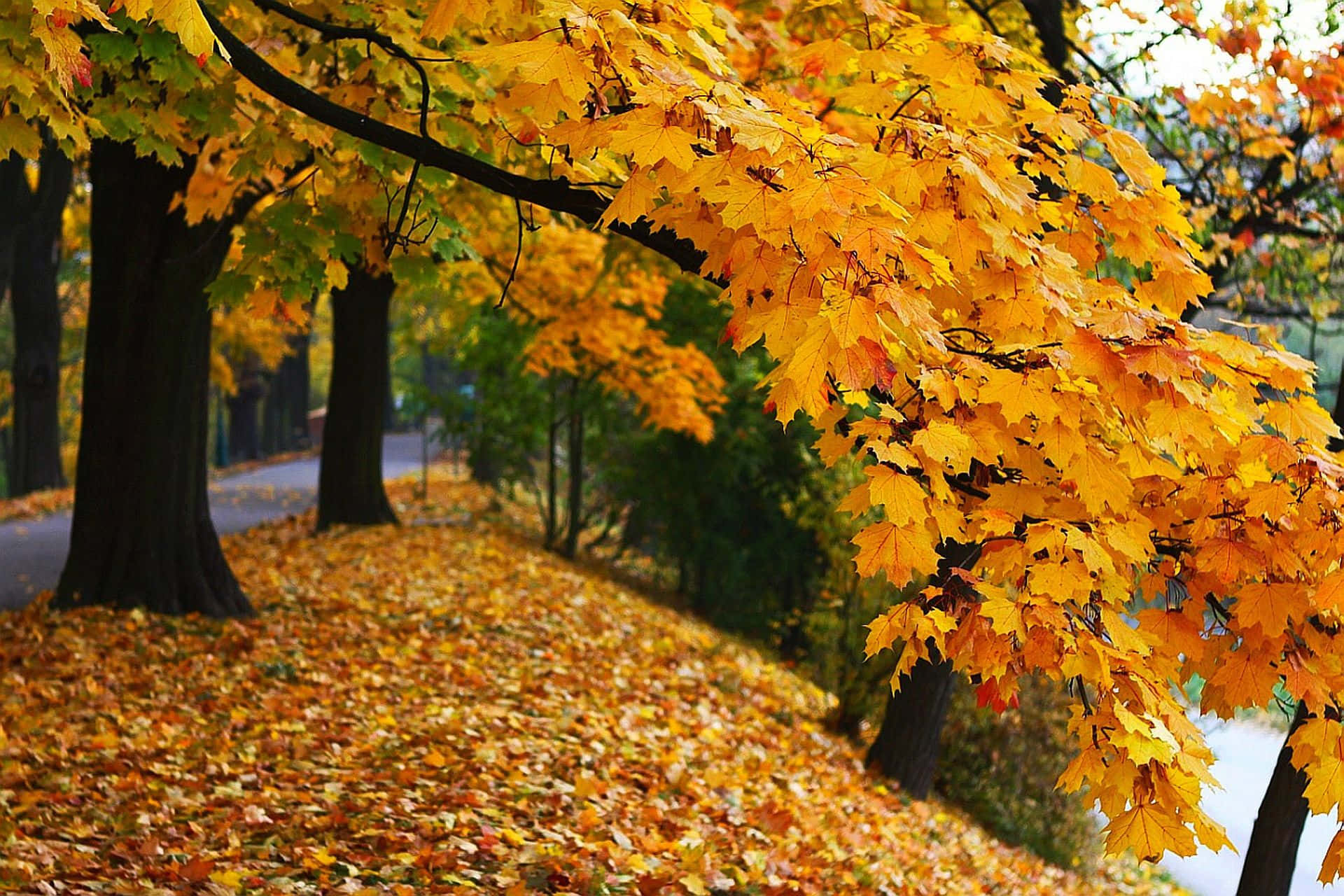 High Resolution Fall Yellow And Green Leaves