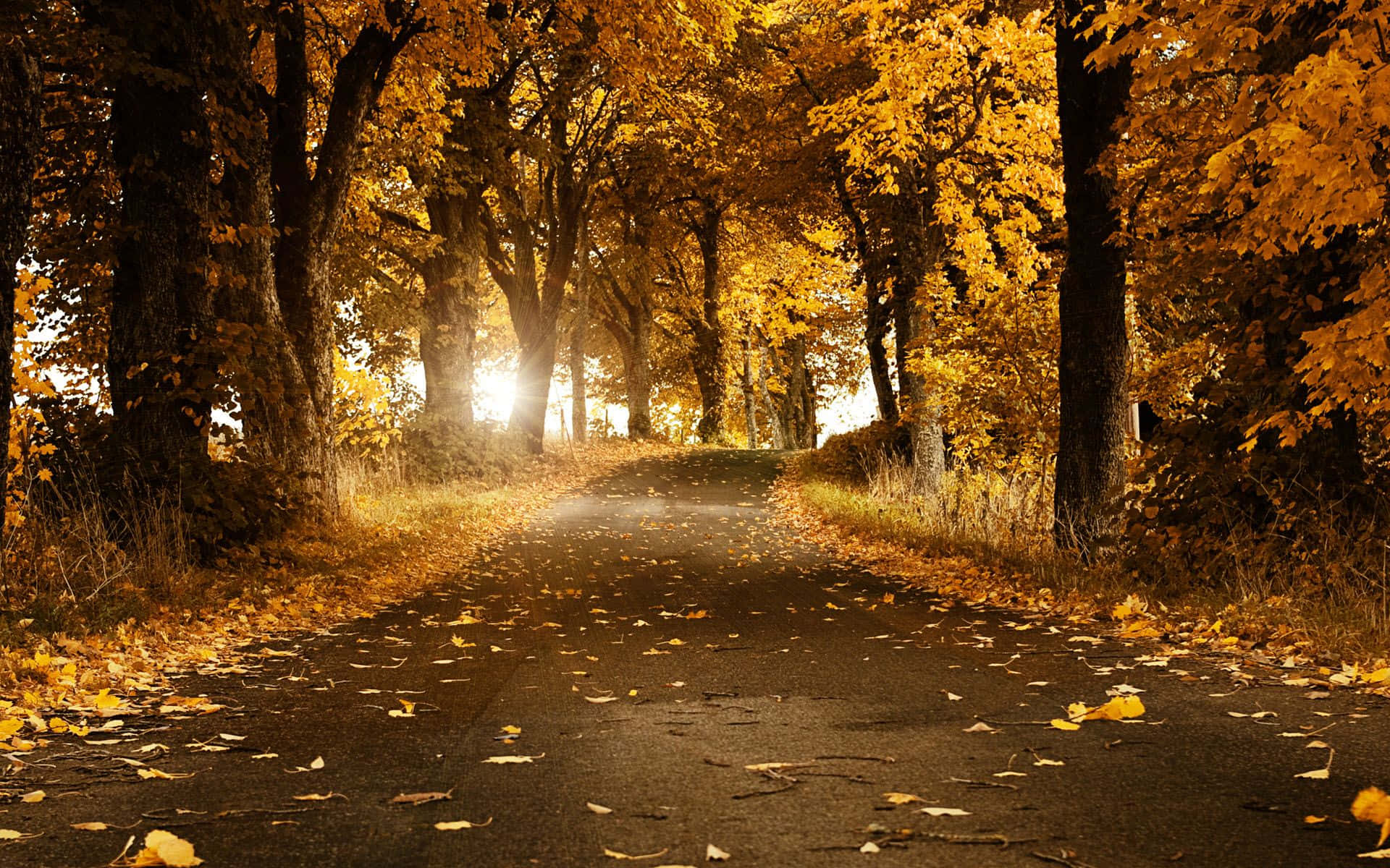 High Resolution Fall Yellow Leaves On Woodland Setting