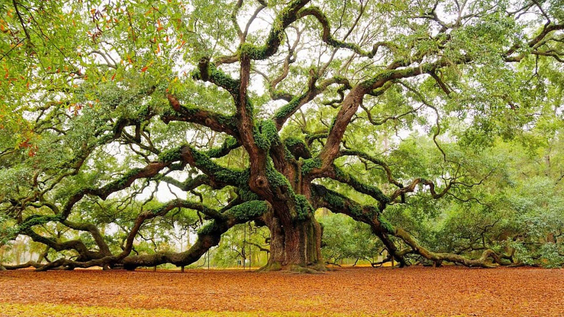 High Resolution Oak Tree Background