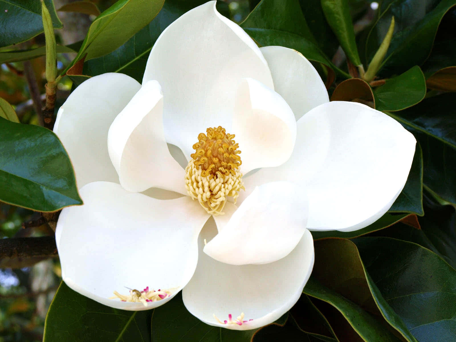 High Resolution White Southern Magnolia Flower