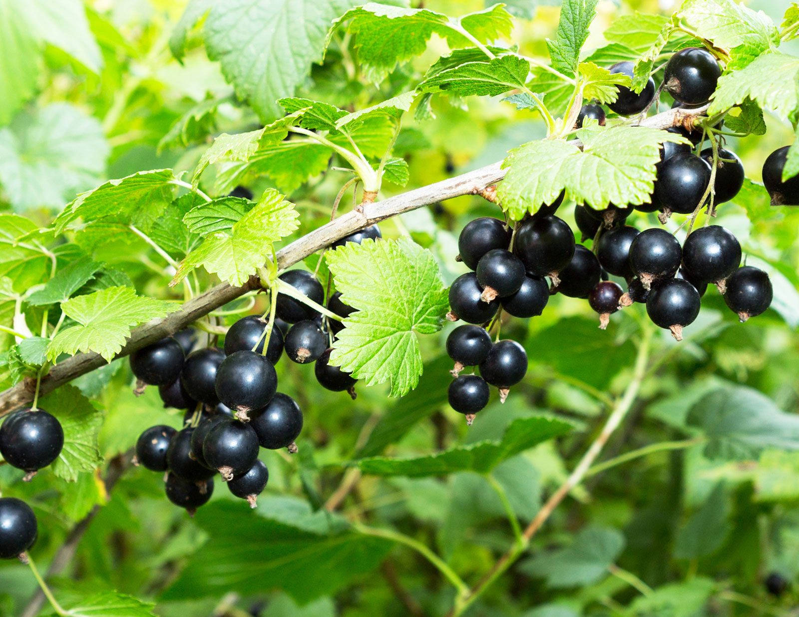 High-yielding Blackcurrant Background