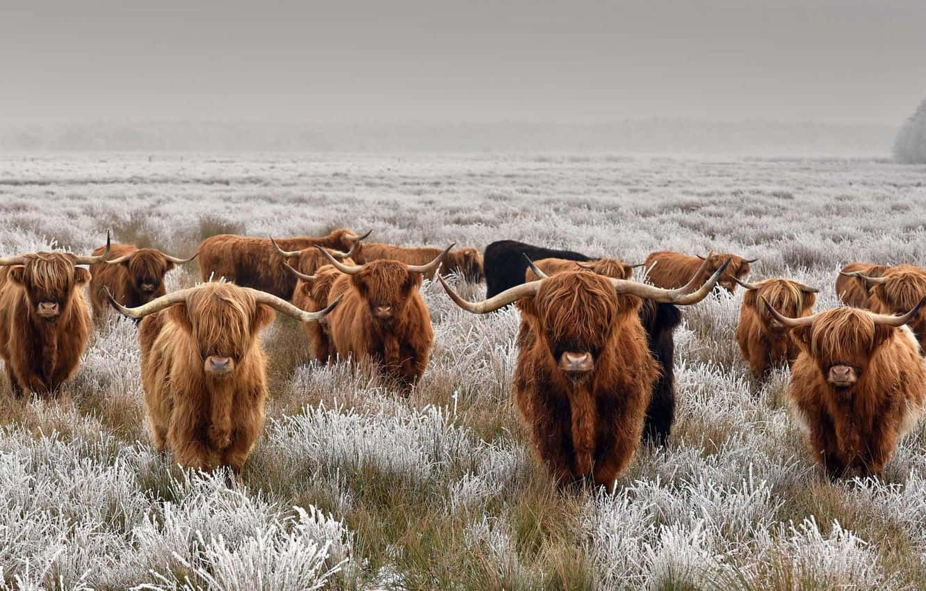 Highland Cattle In A Frosty Field Background