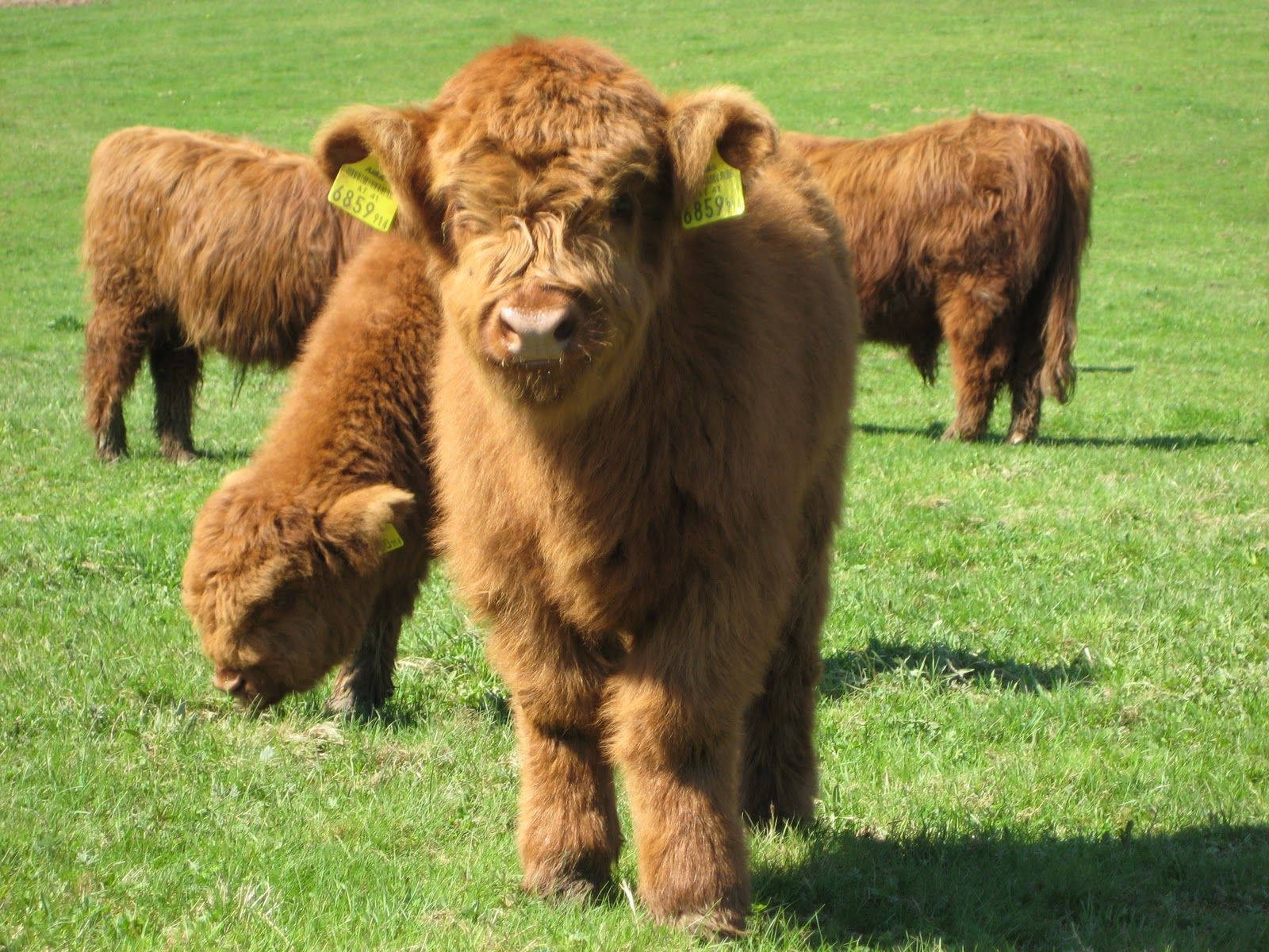 Highland Cow Baby Background