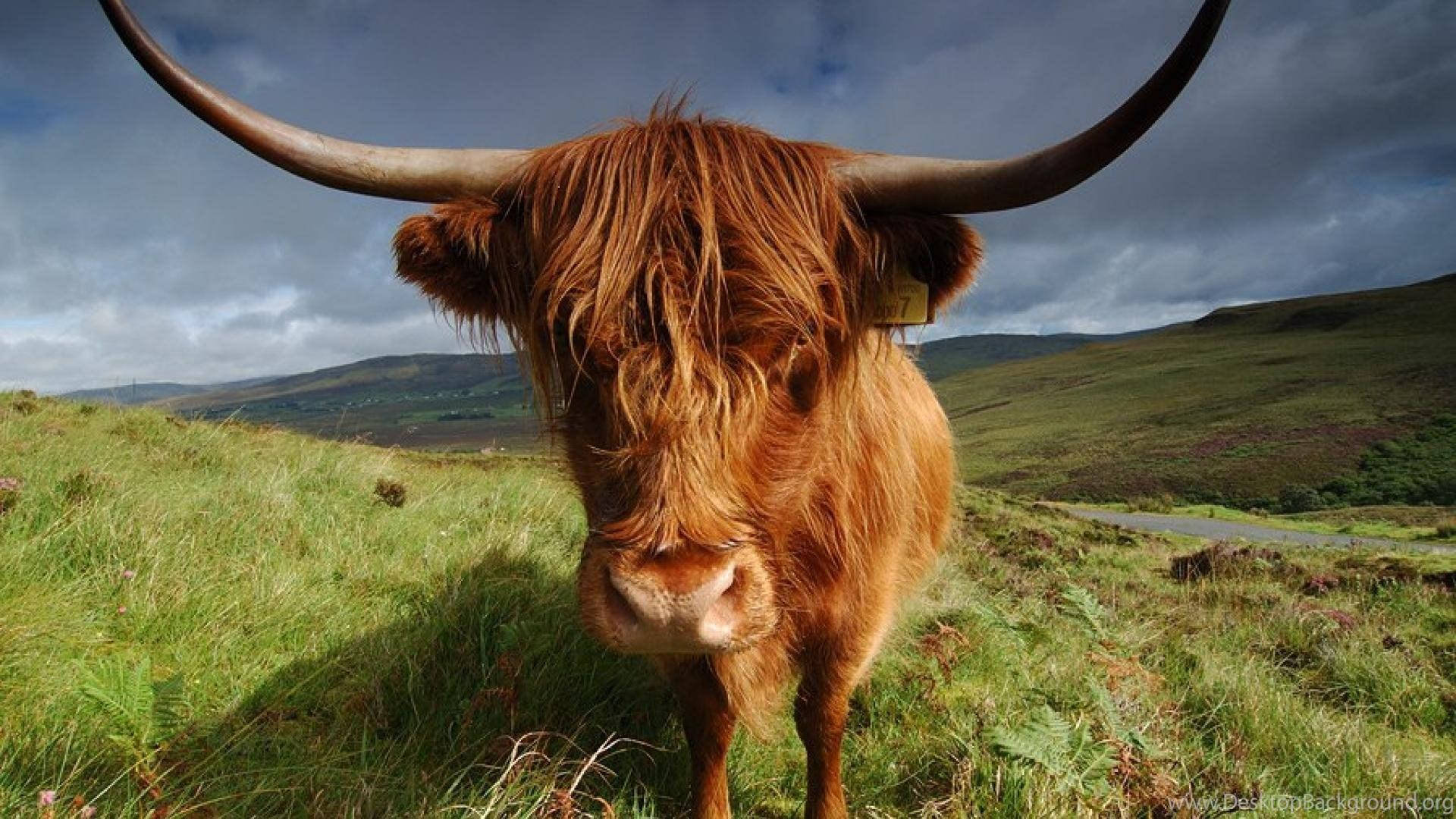 Highland Cow Close Up Background