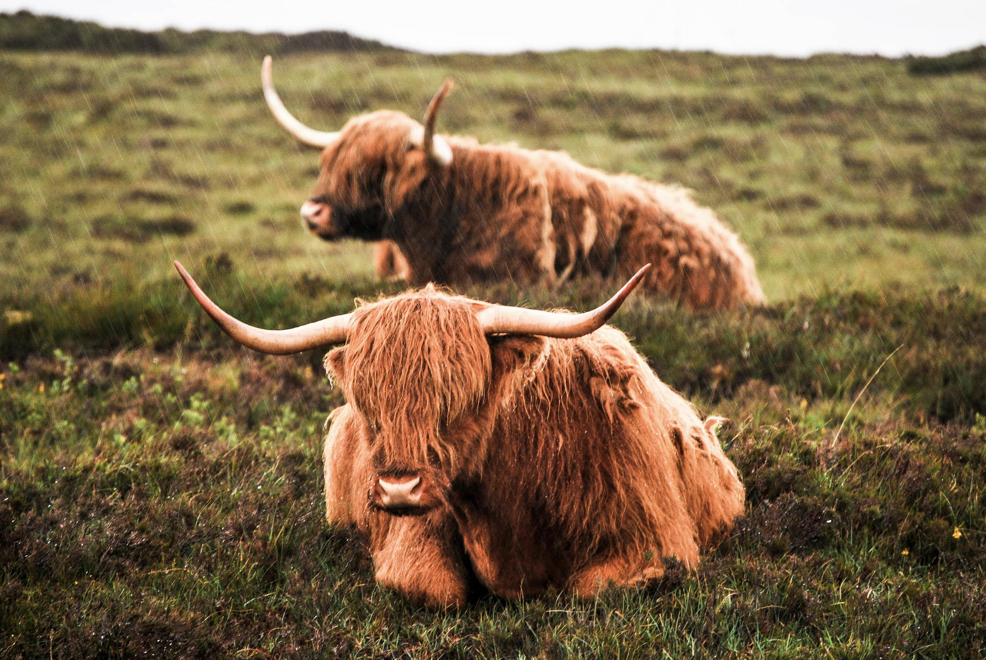 Highland Cow Duo In Grass Background