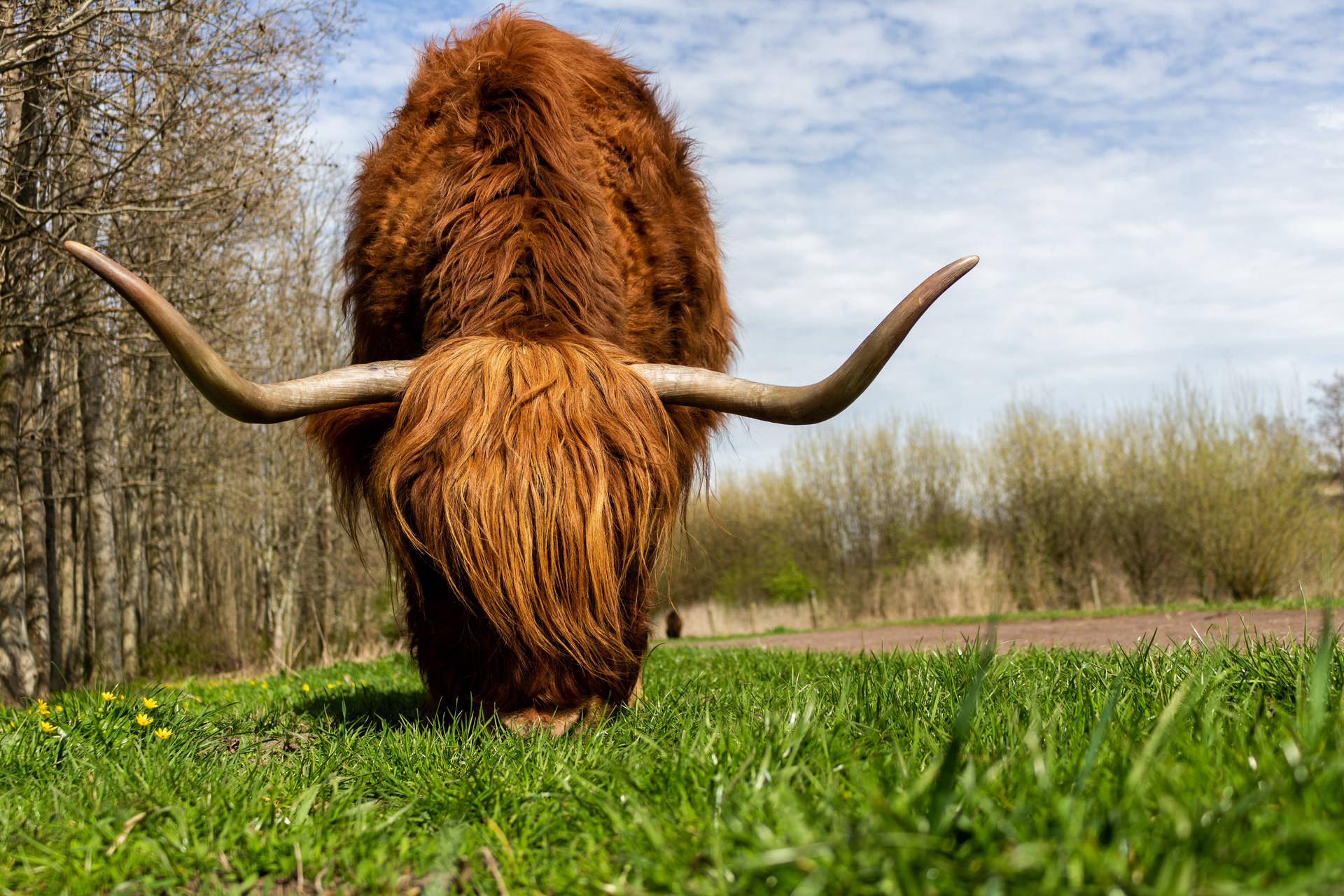 Highland Cow Eating Grass Background