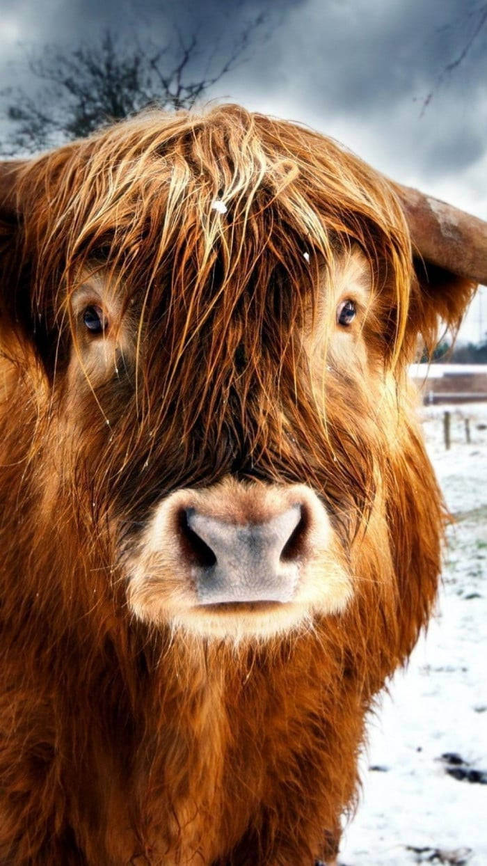 Highland Cow Eyes Background