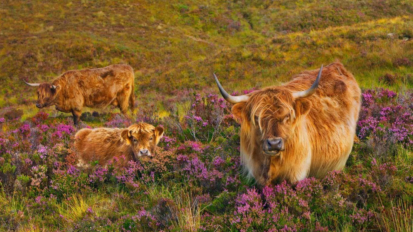 Highland Cow Herd With Flowers Background