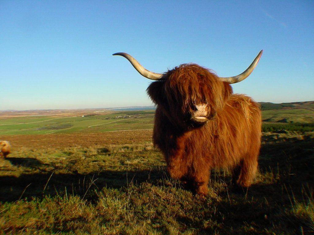 Highland Cow In Open Field