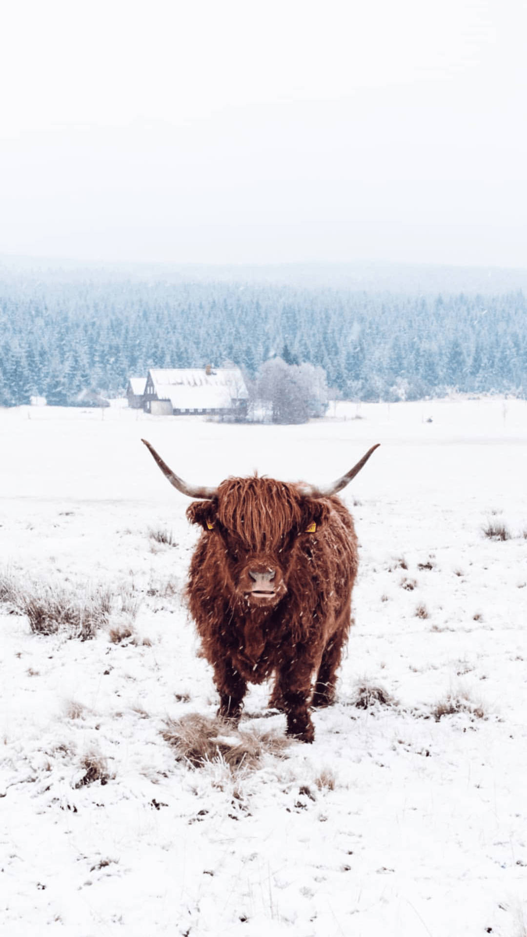 Highland Cow In Snow Background