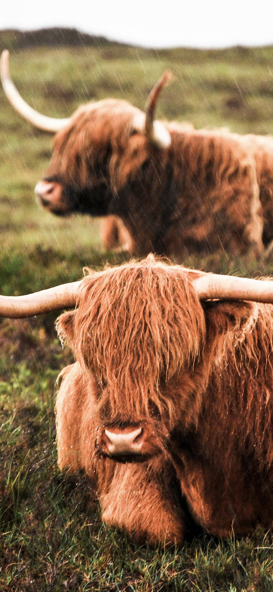 Highland Cow Lying In Grass Background