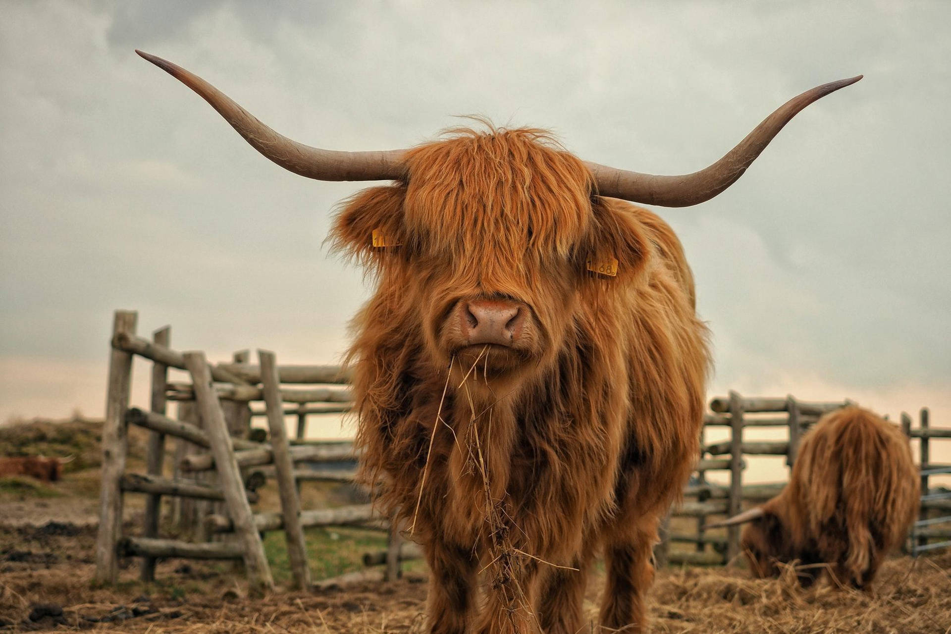 Highland Cow Near Fences Background