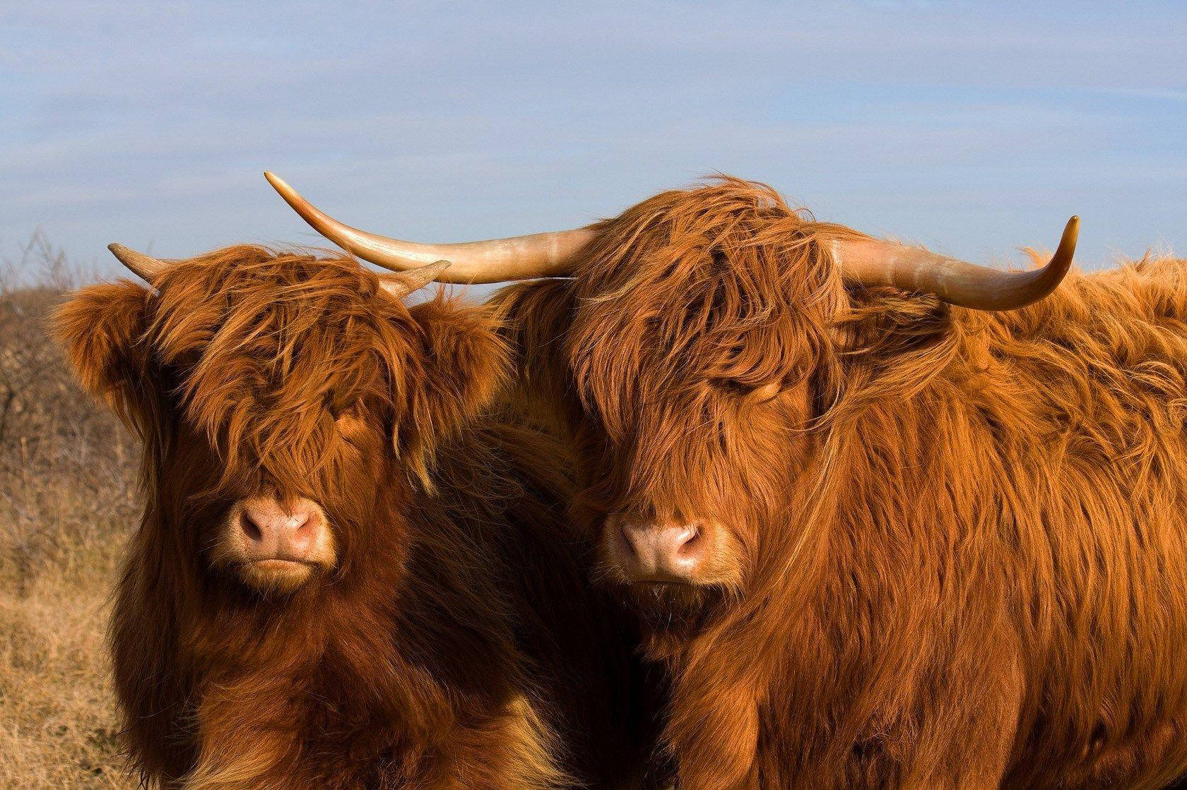 Highland Cow Pair Background