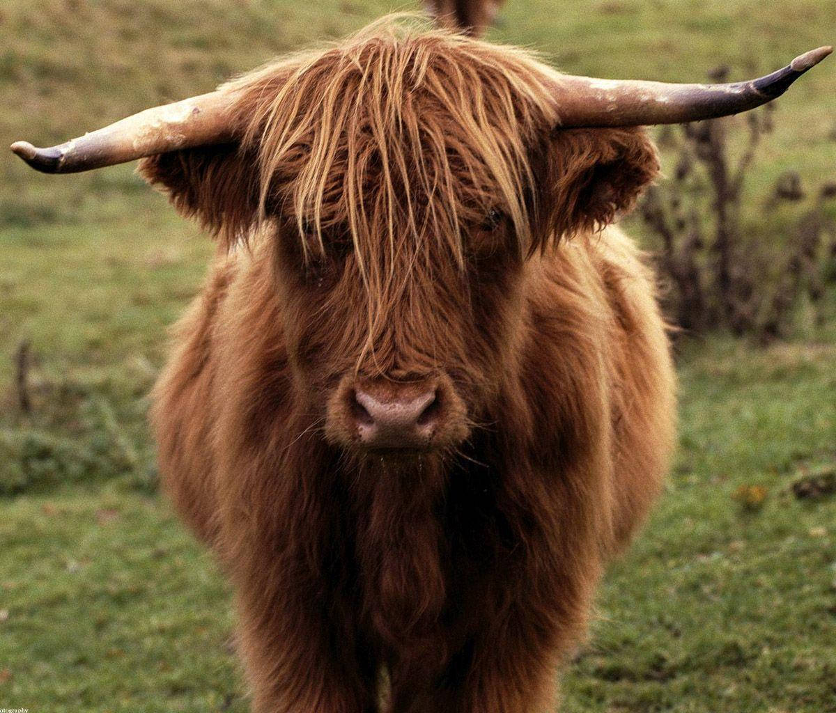 Highland Cow Staring Background