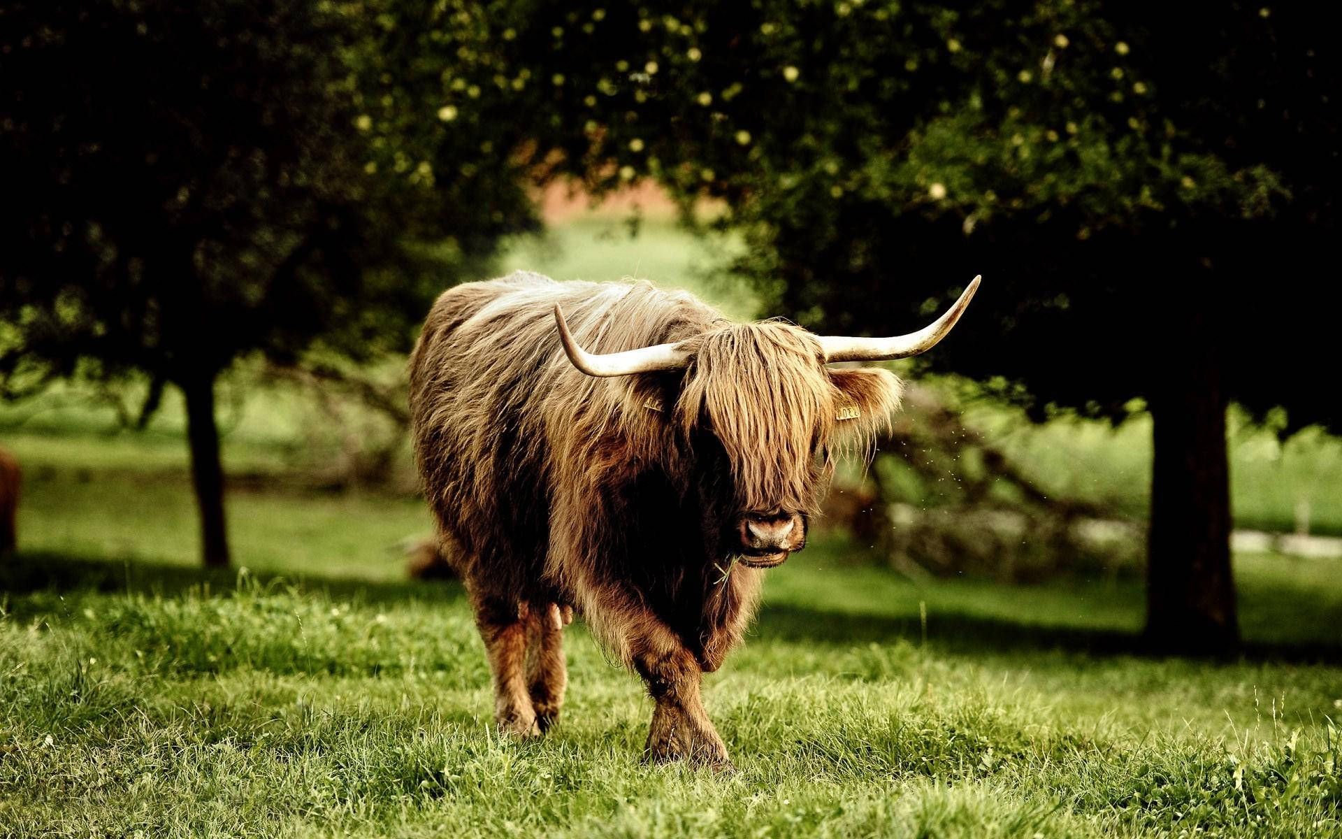 Highland Cow Walking On Grass Background