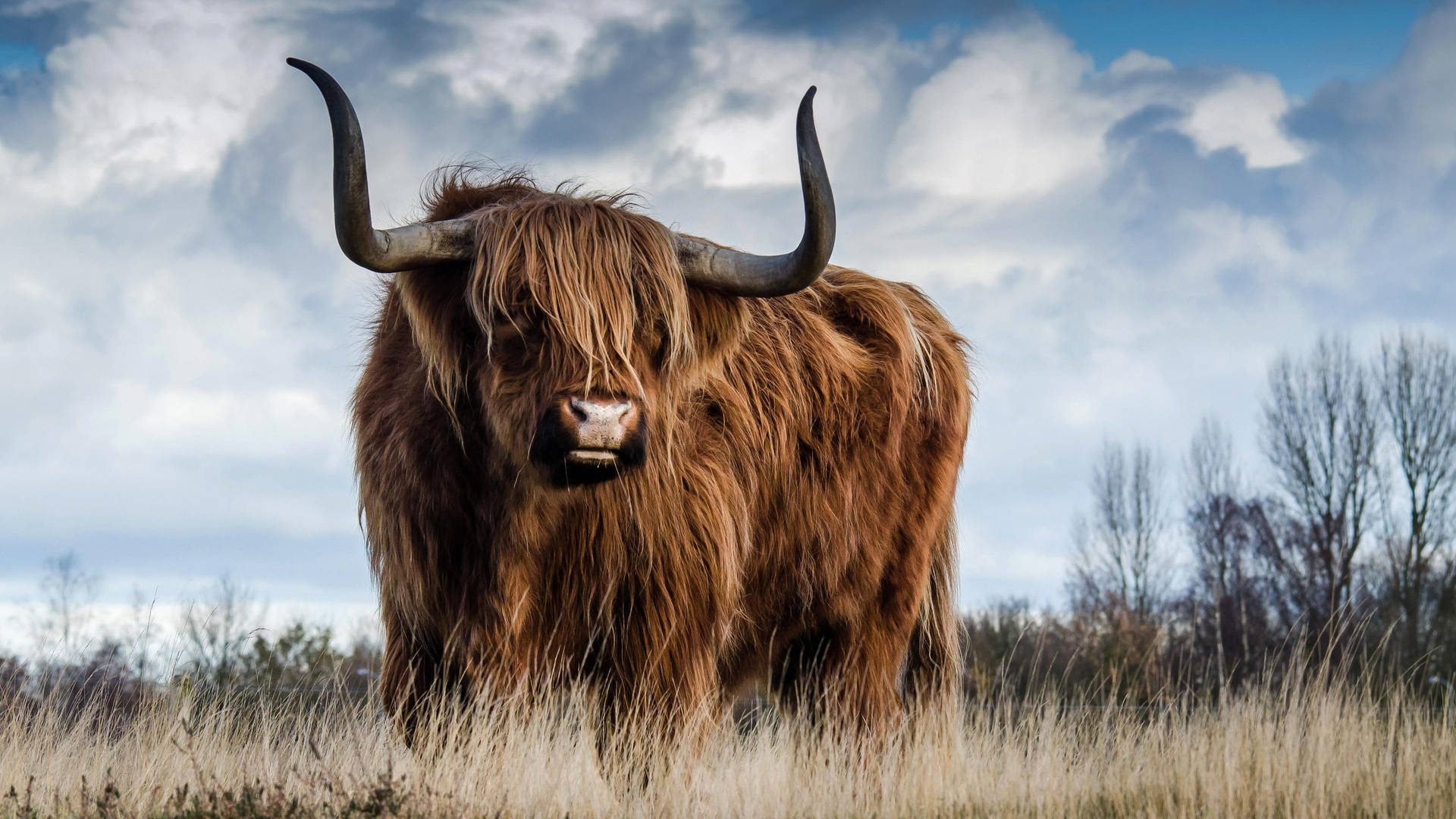 Highland Cow With Cloudy Sky Background