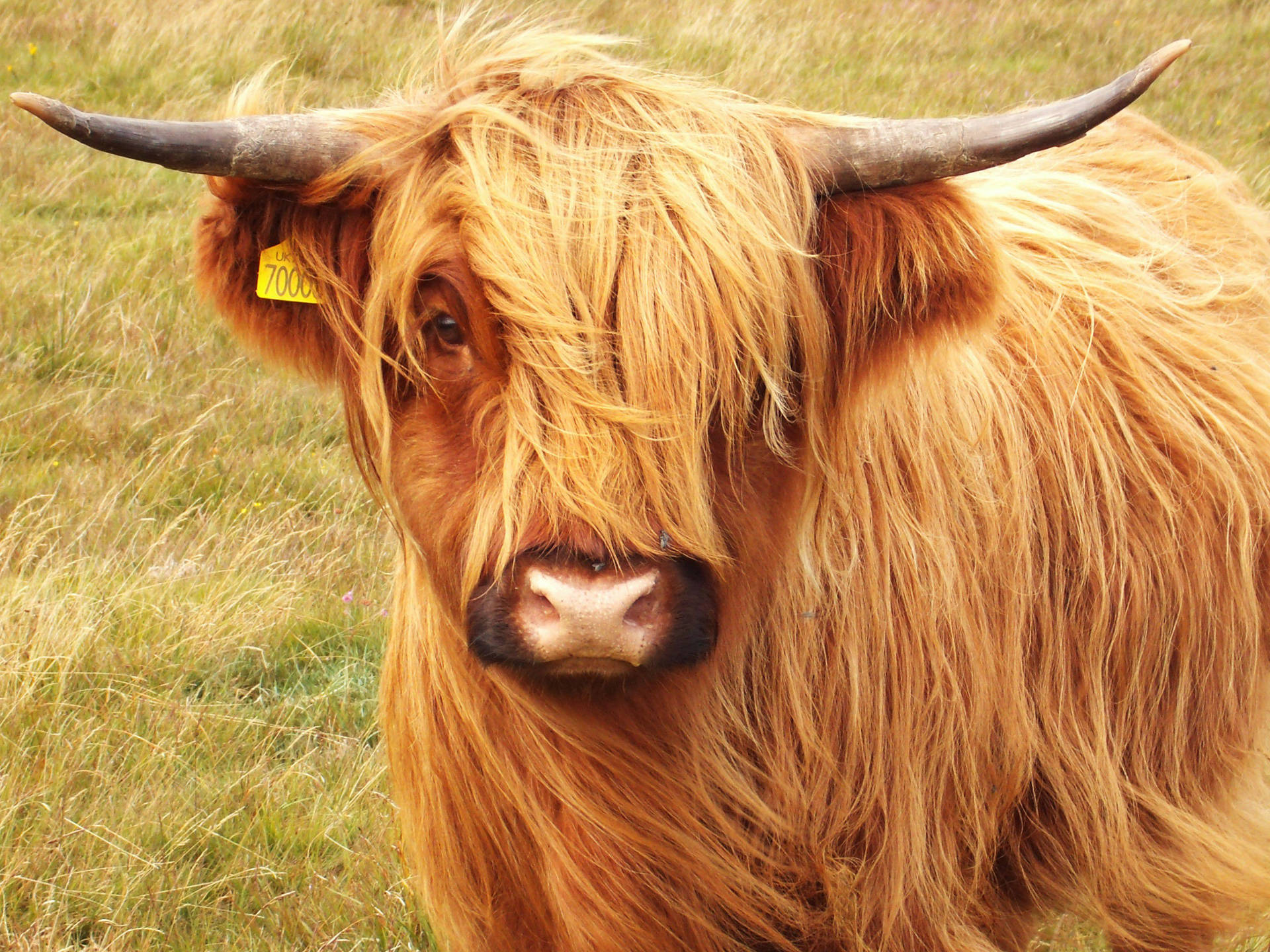 Highland Cow With Ear Tag Background